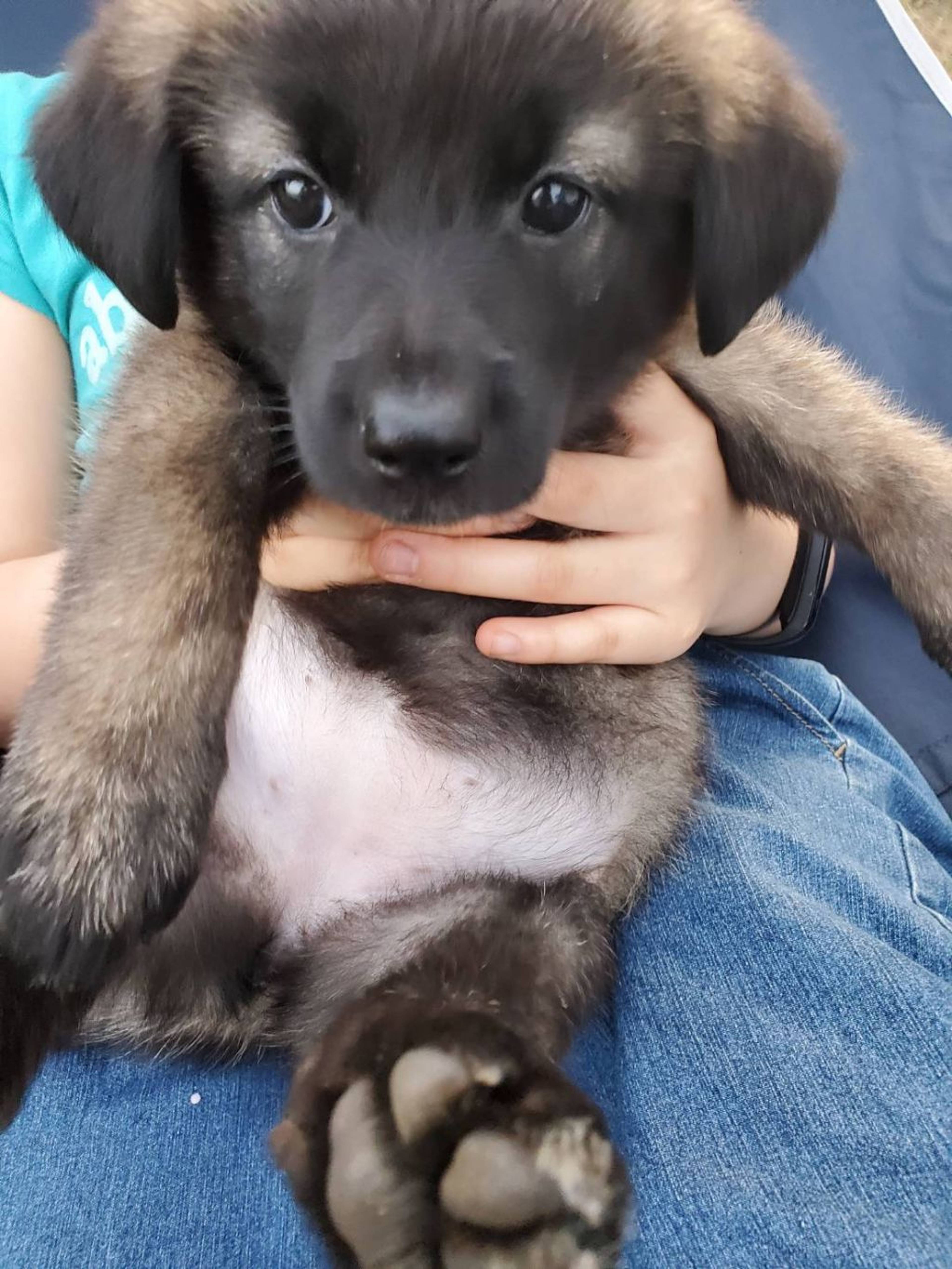 雑種（ミックス犬）・メスの里親募集の写真