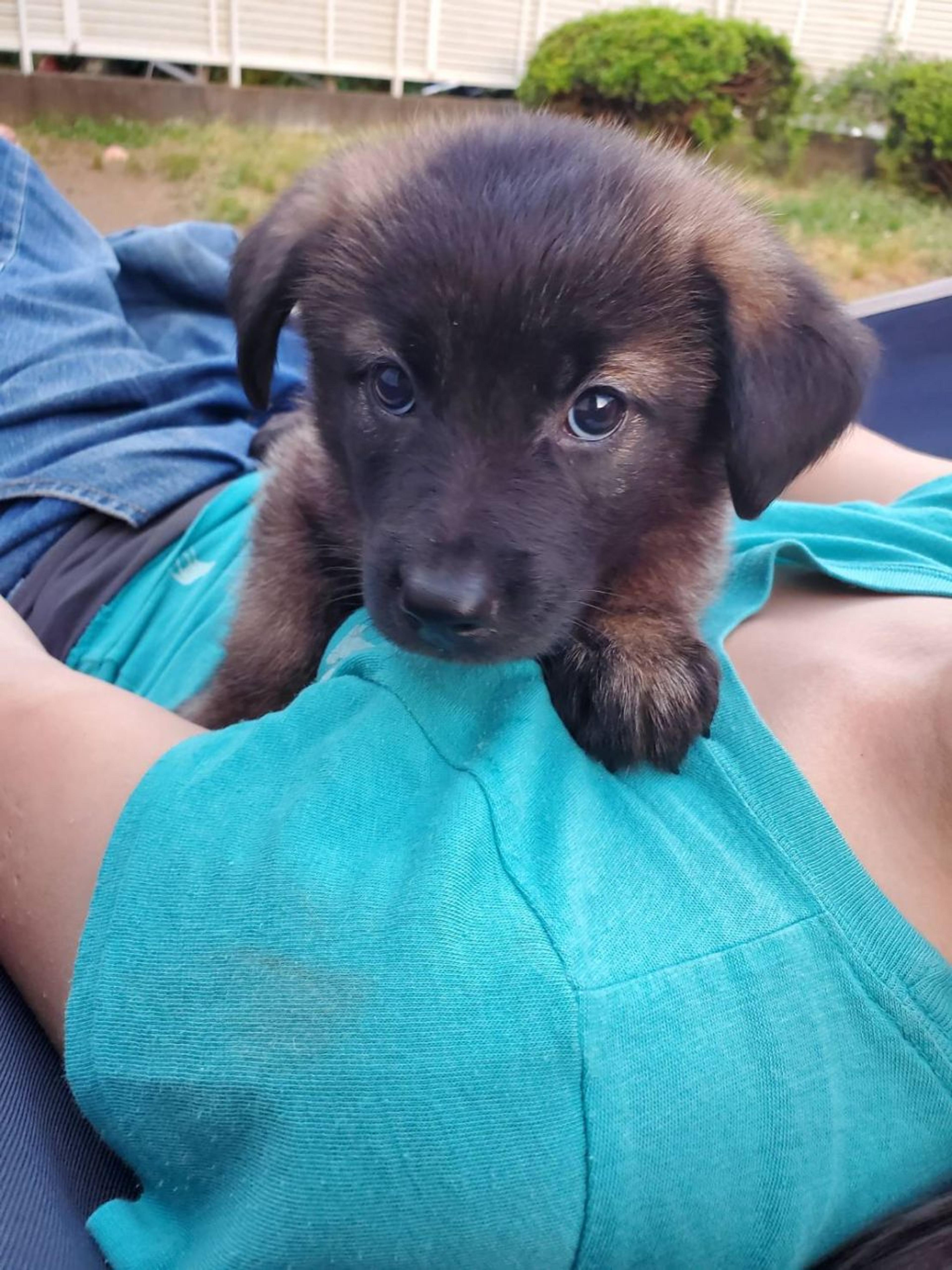 pet-image-3