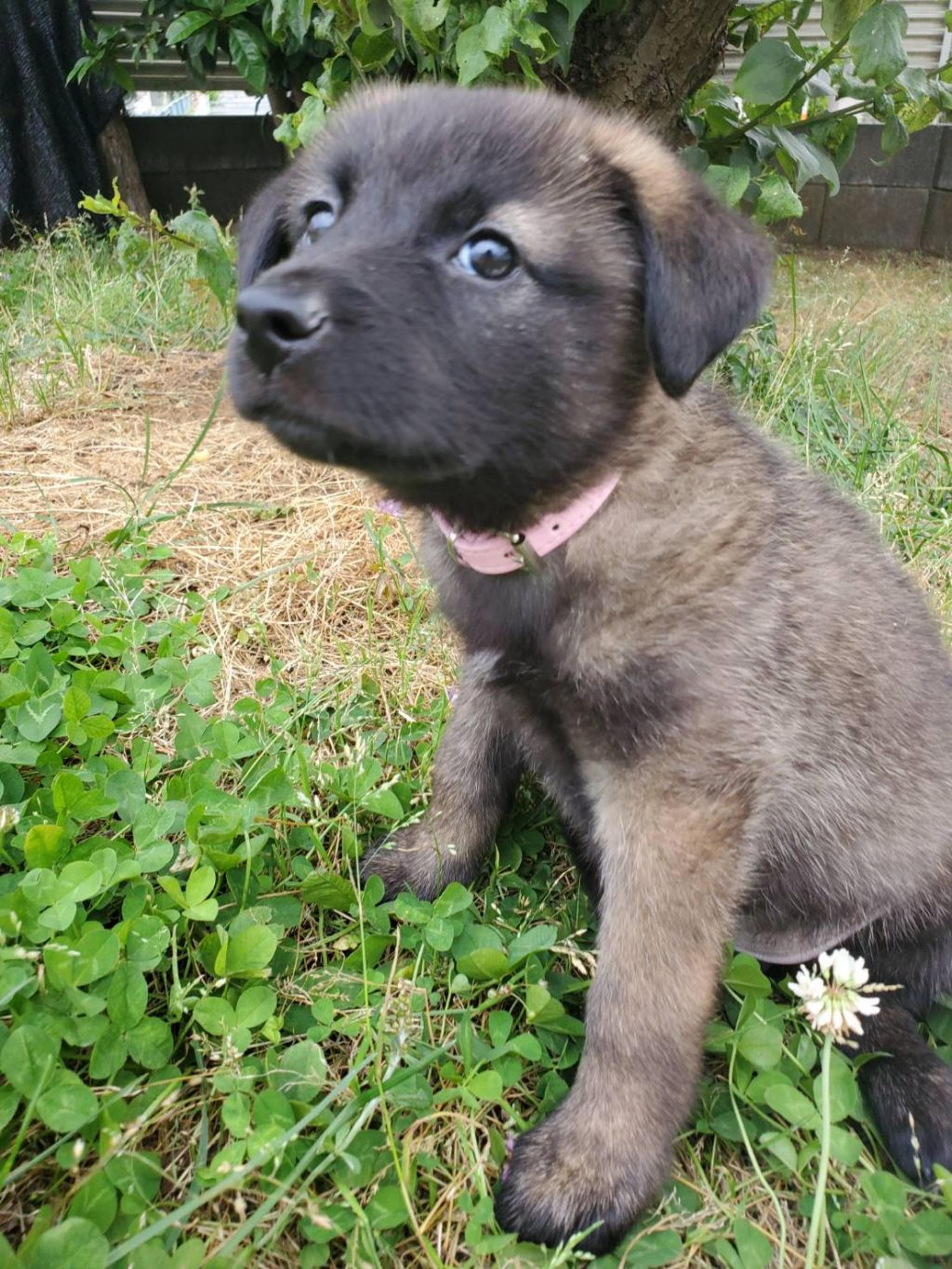 pet-image-5
