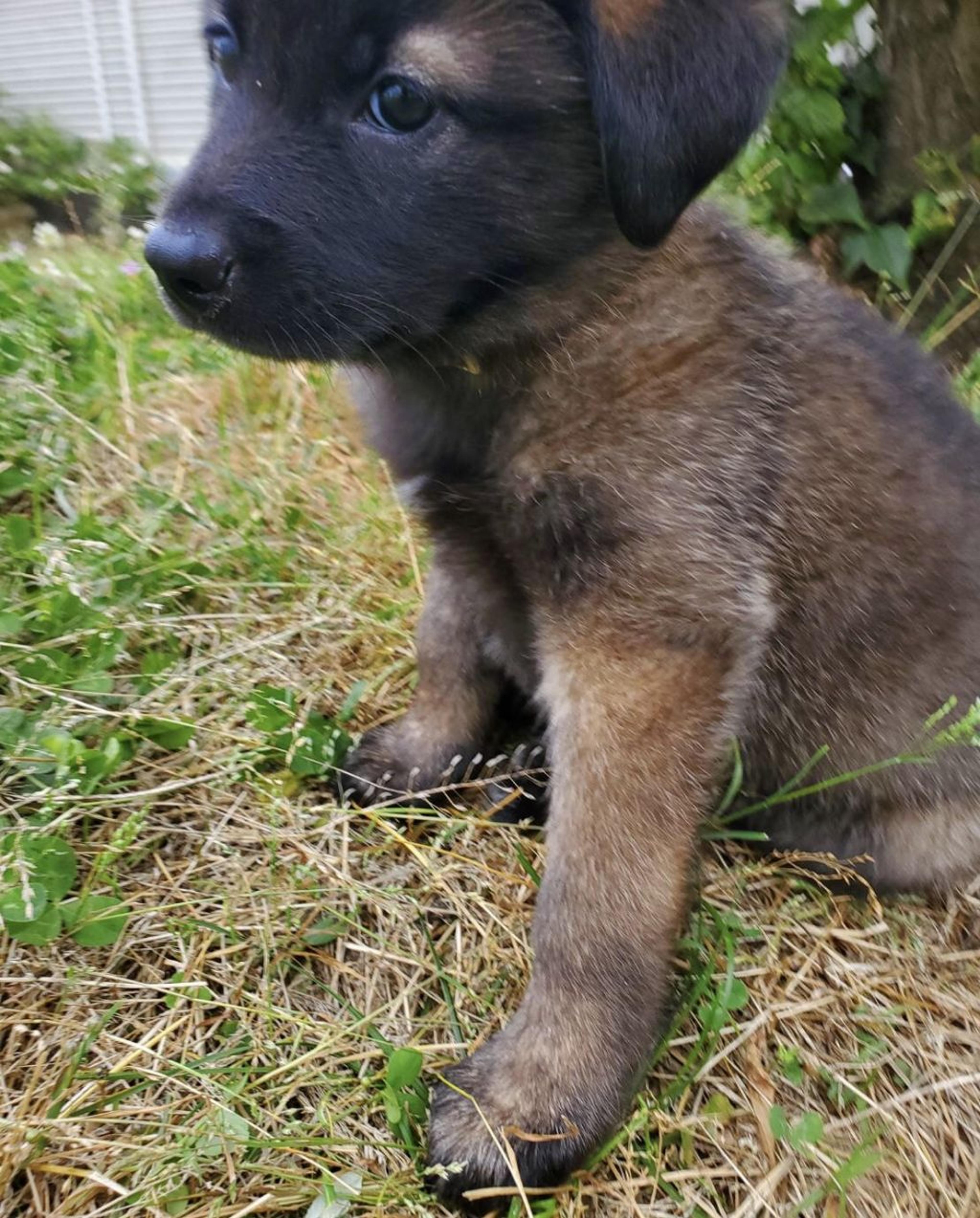 pet-image-2