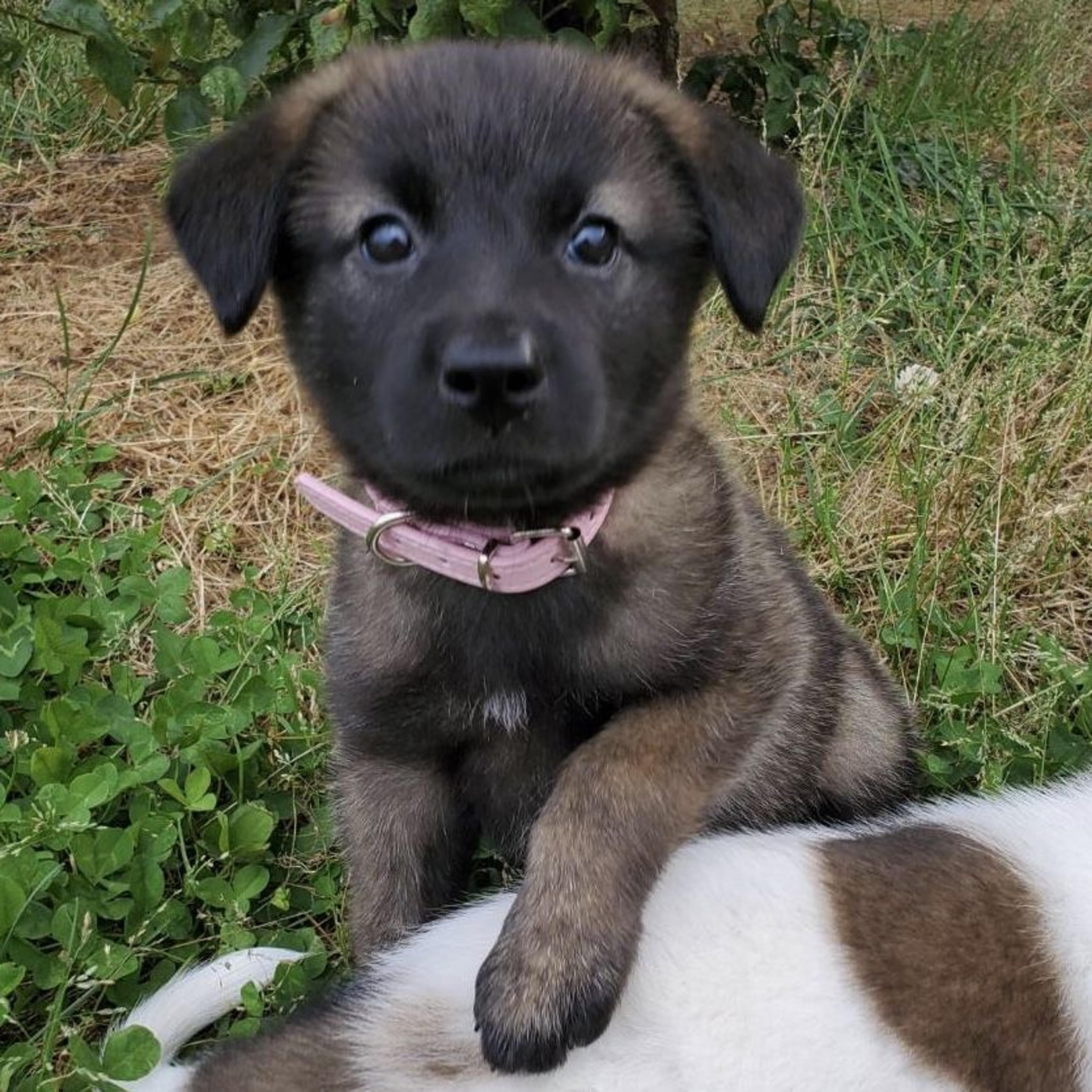 pet-image-4