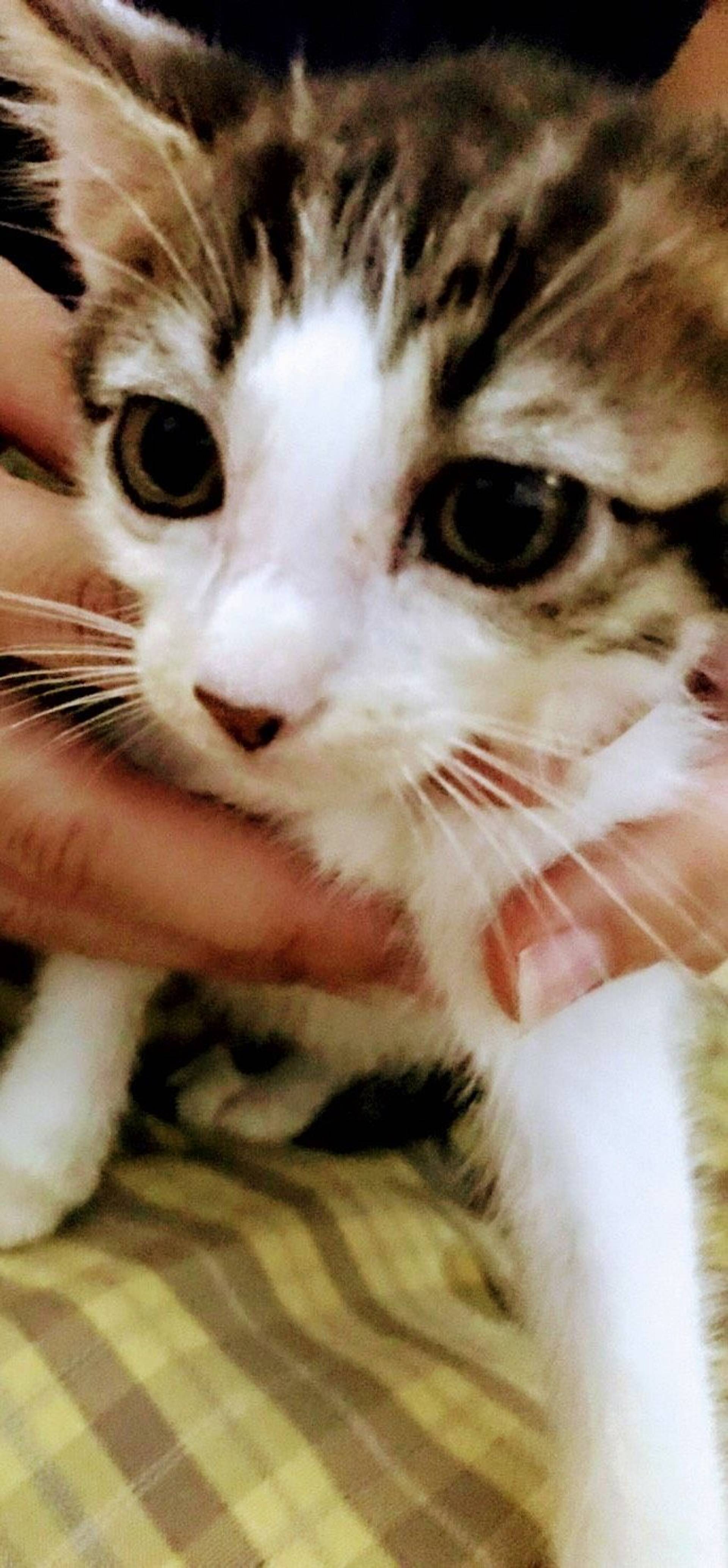 雑種（ミックス猫）・オスの里親募集の写真