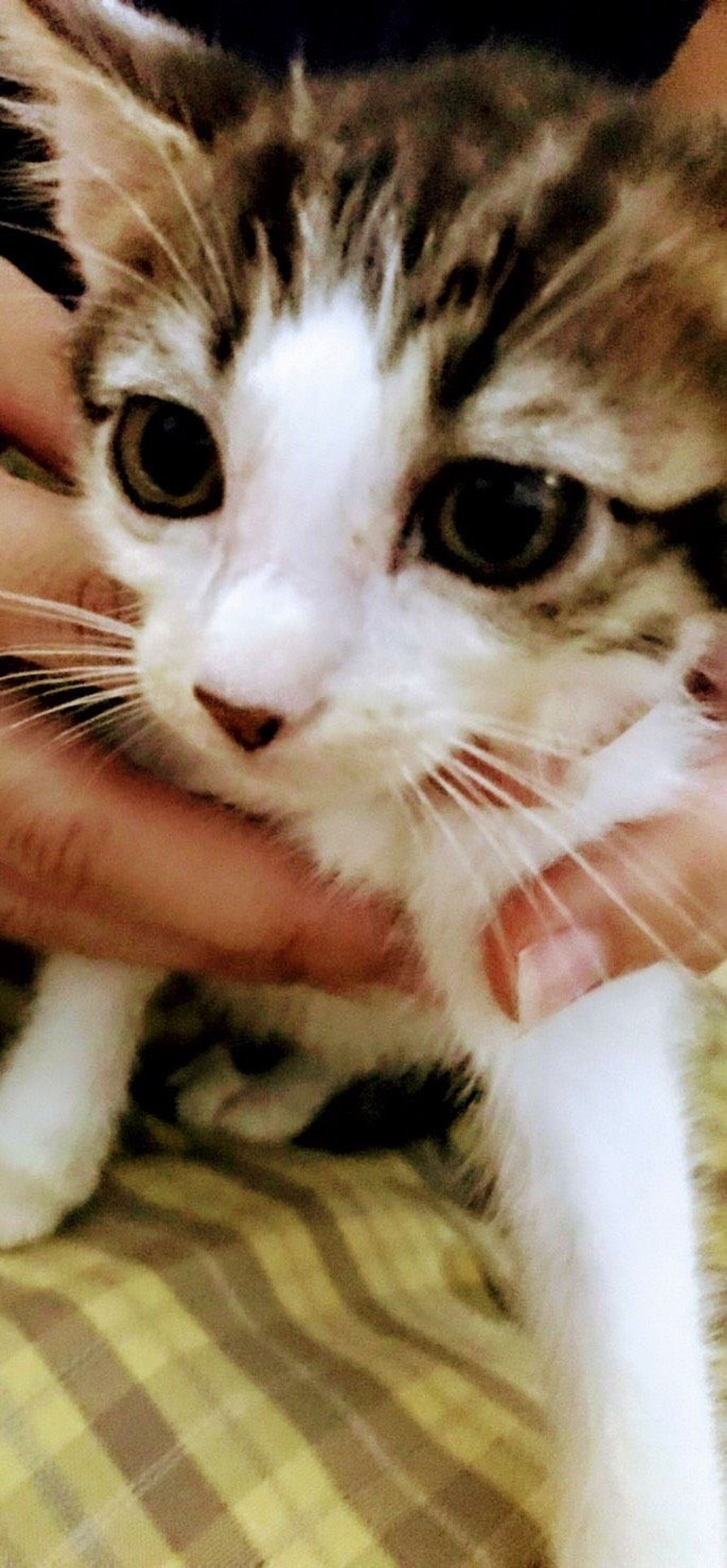 雑種（ミックス猫）・オスの里親募集の写真