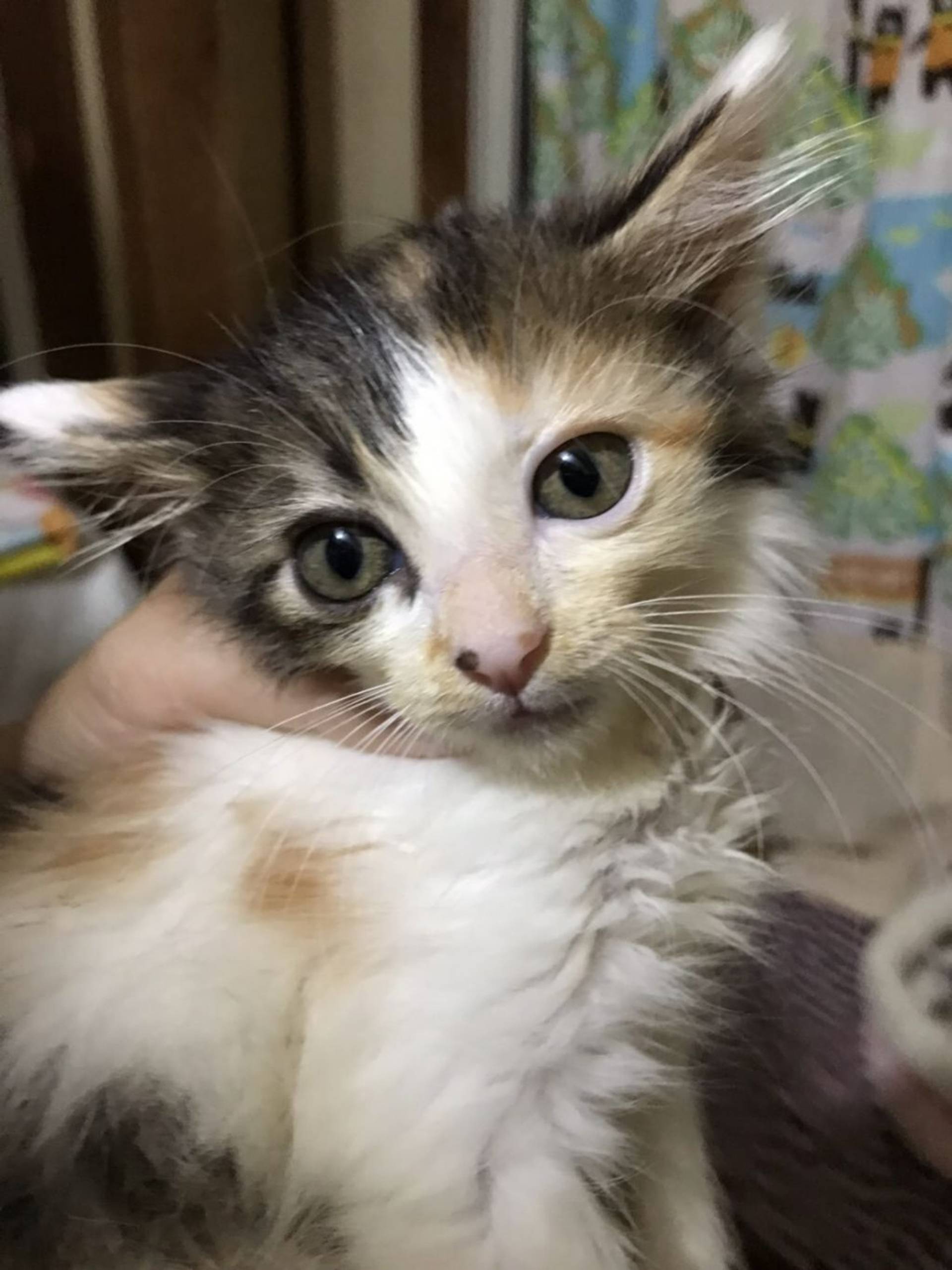 雑種（ミックス猫）・メスの里親募集の写真