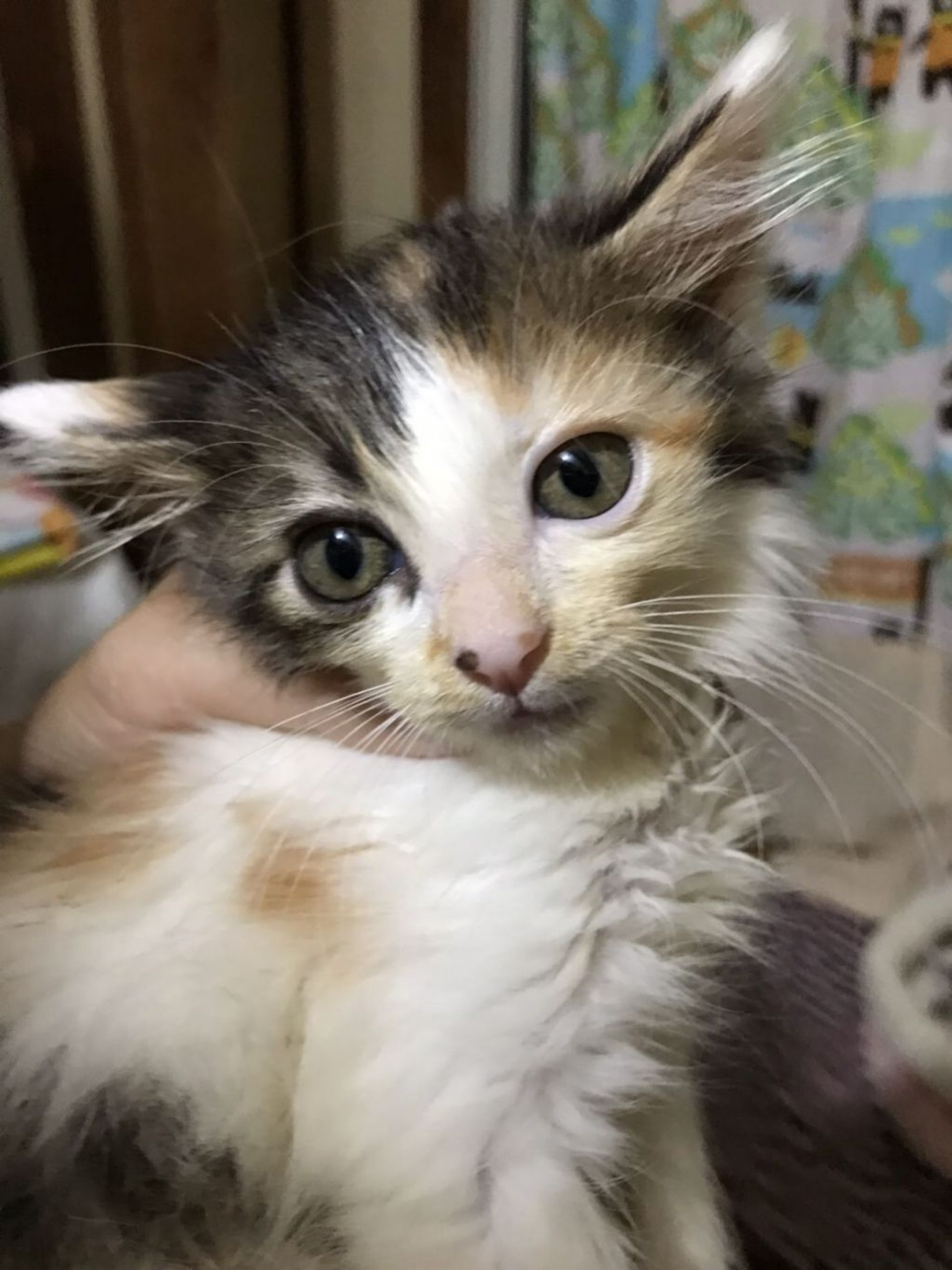 雑種（ミックス猫）・メスの里親募集の写真
