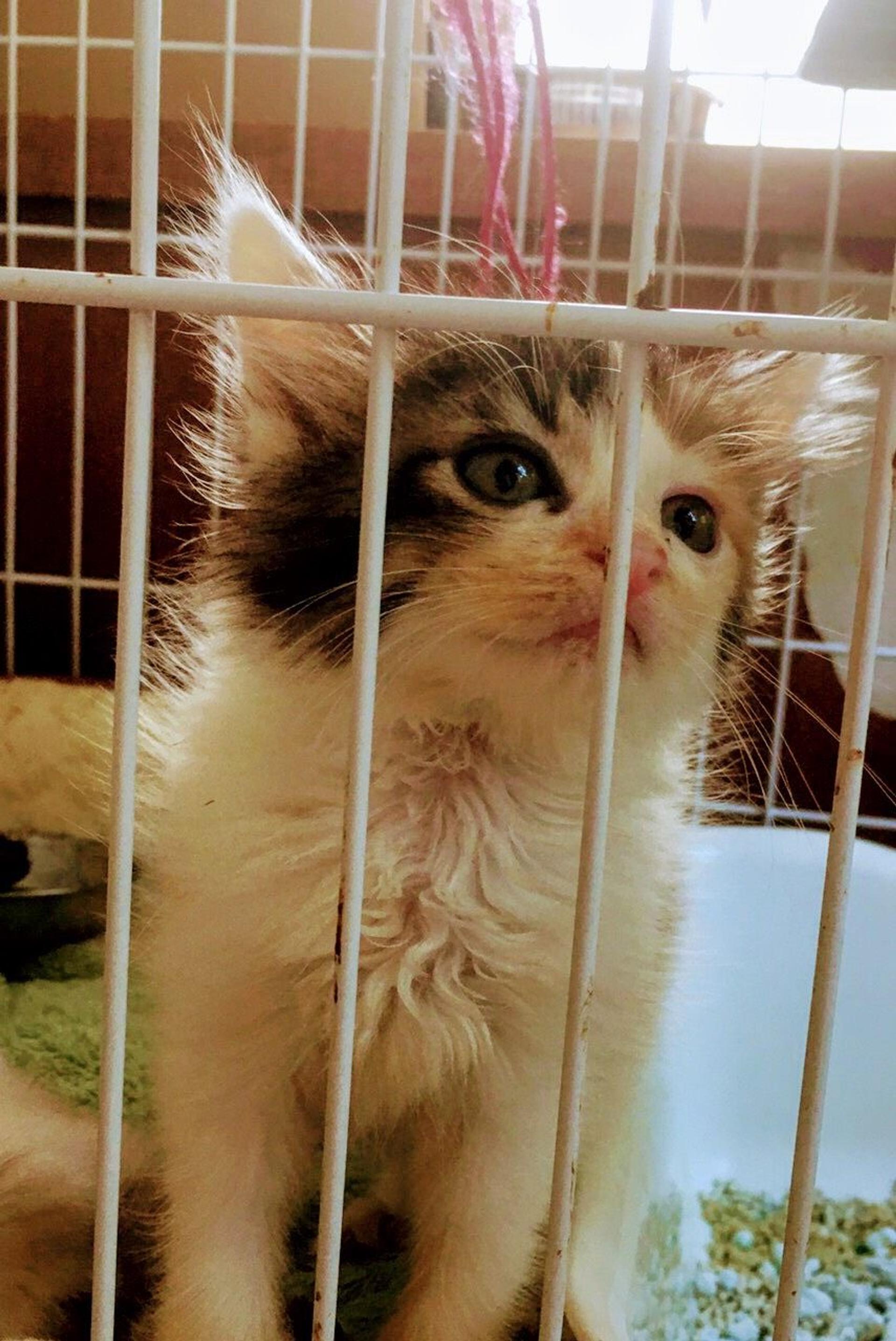 pet-image-3