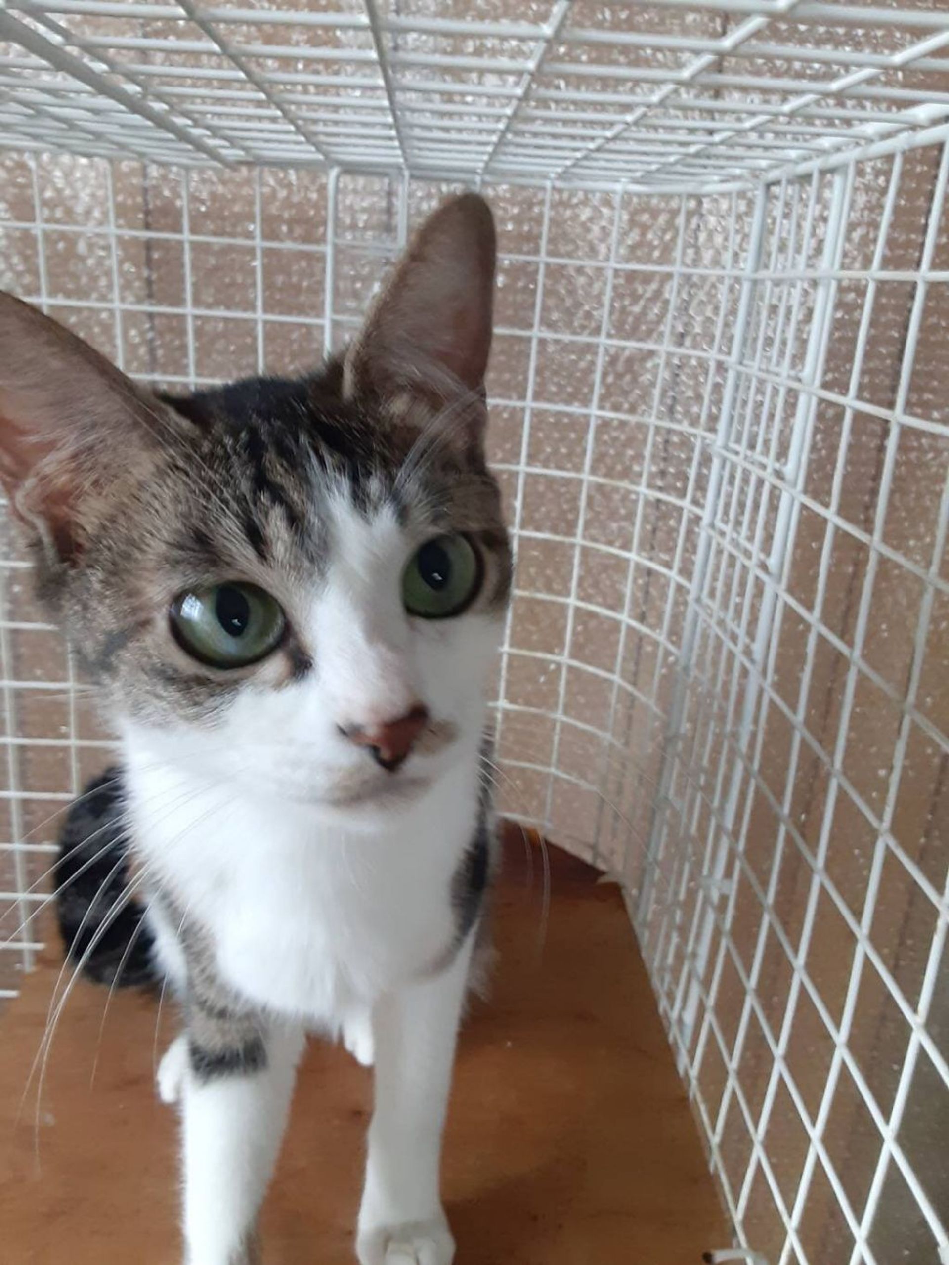 雑種（ミックス猫）・メスの里親募集の写真