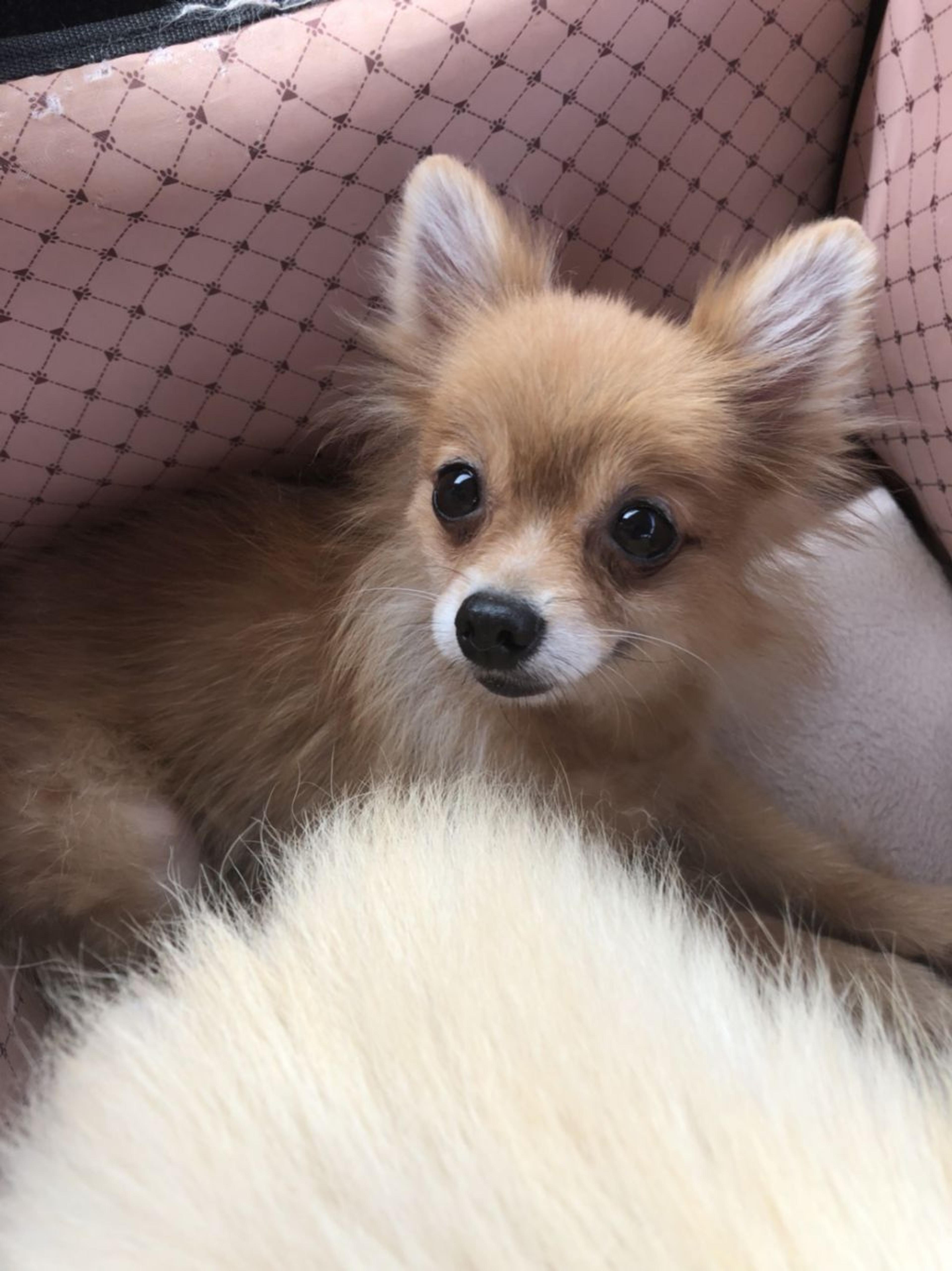 pet-image-2