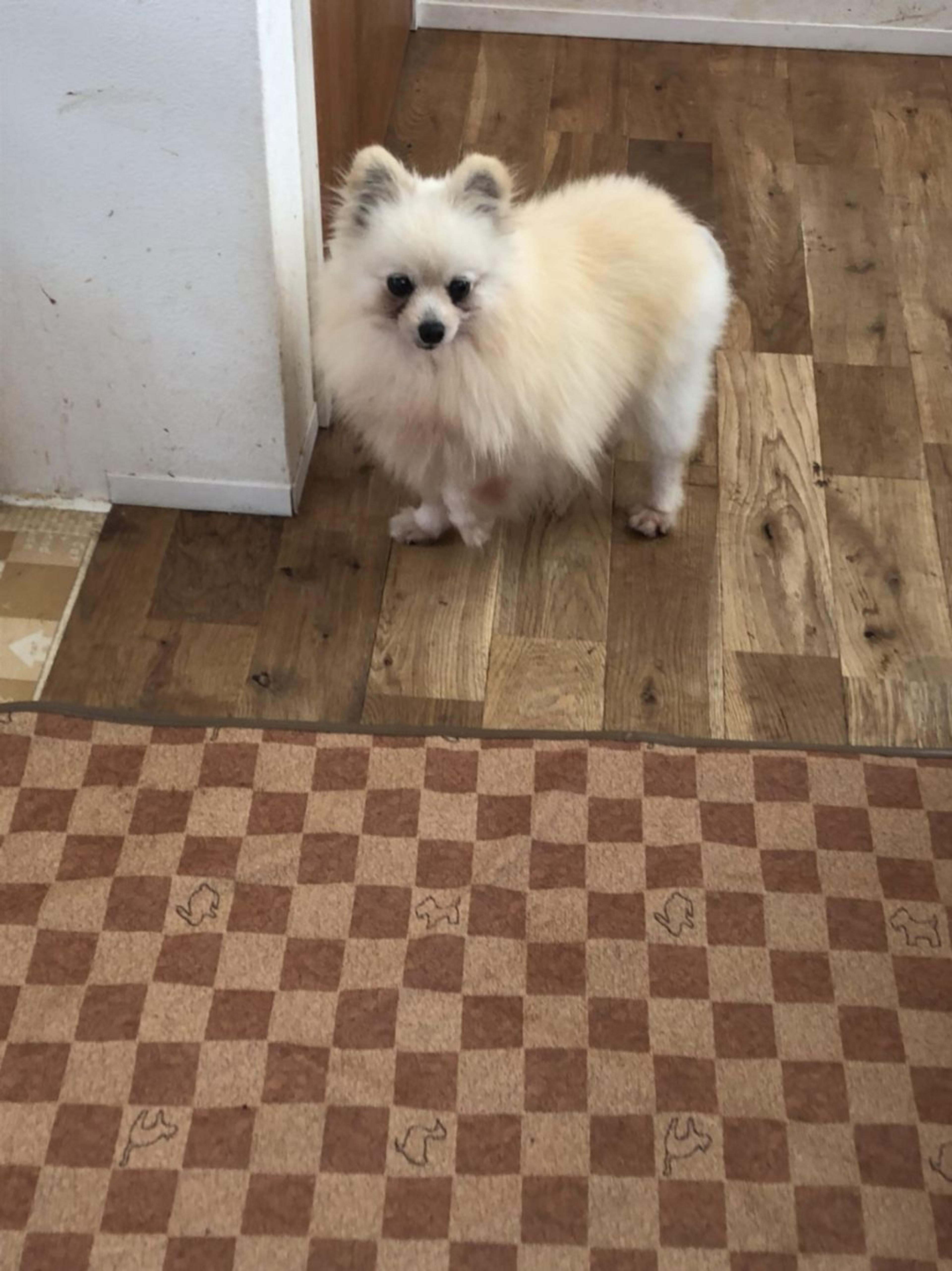 pet-image-2