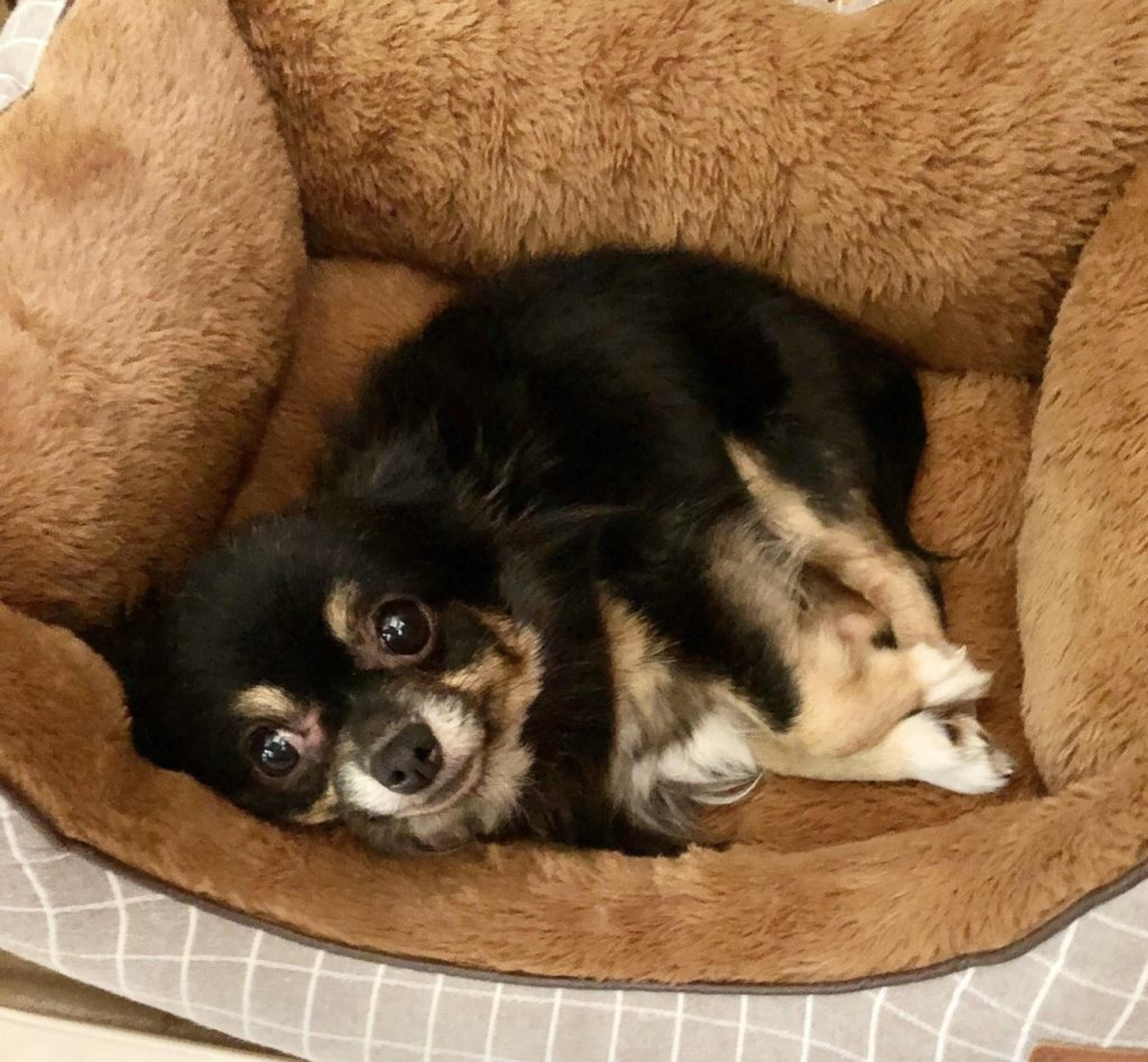 pet-image-3
