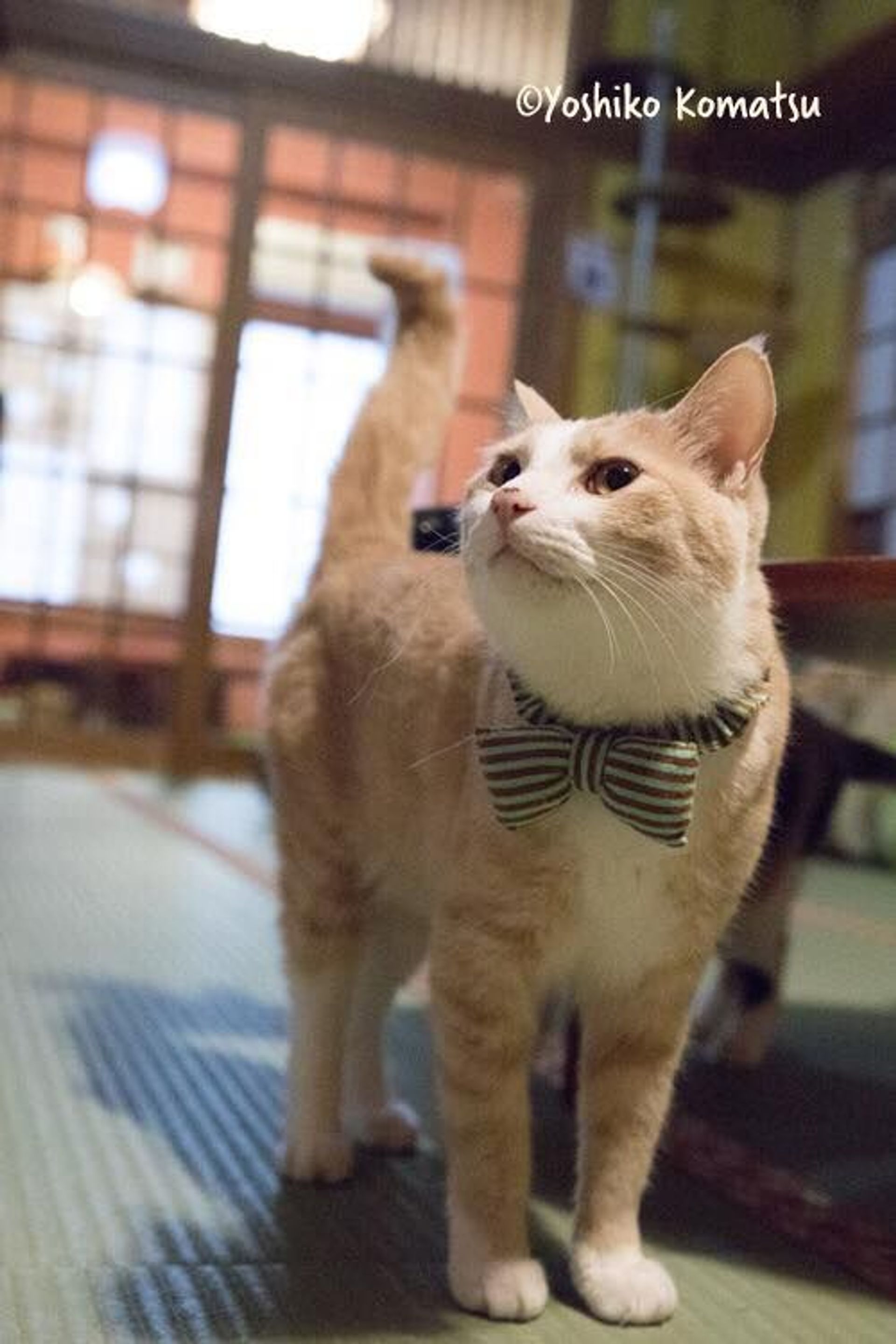 雑種（ミックス猫）・オスの里親募集の写真