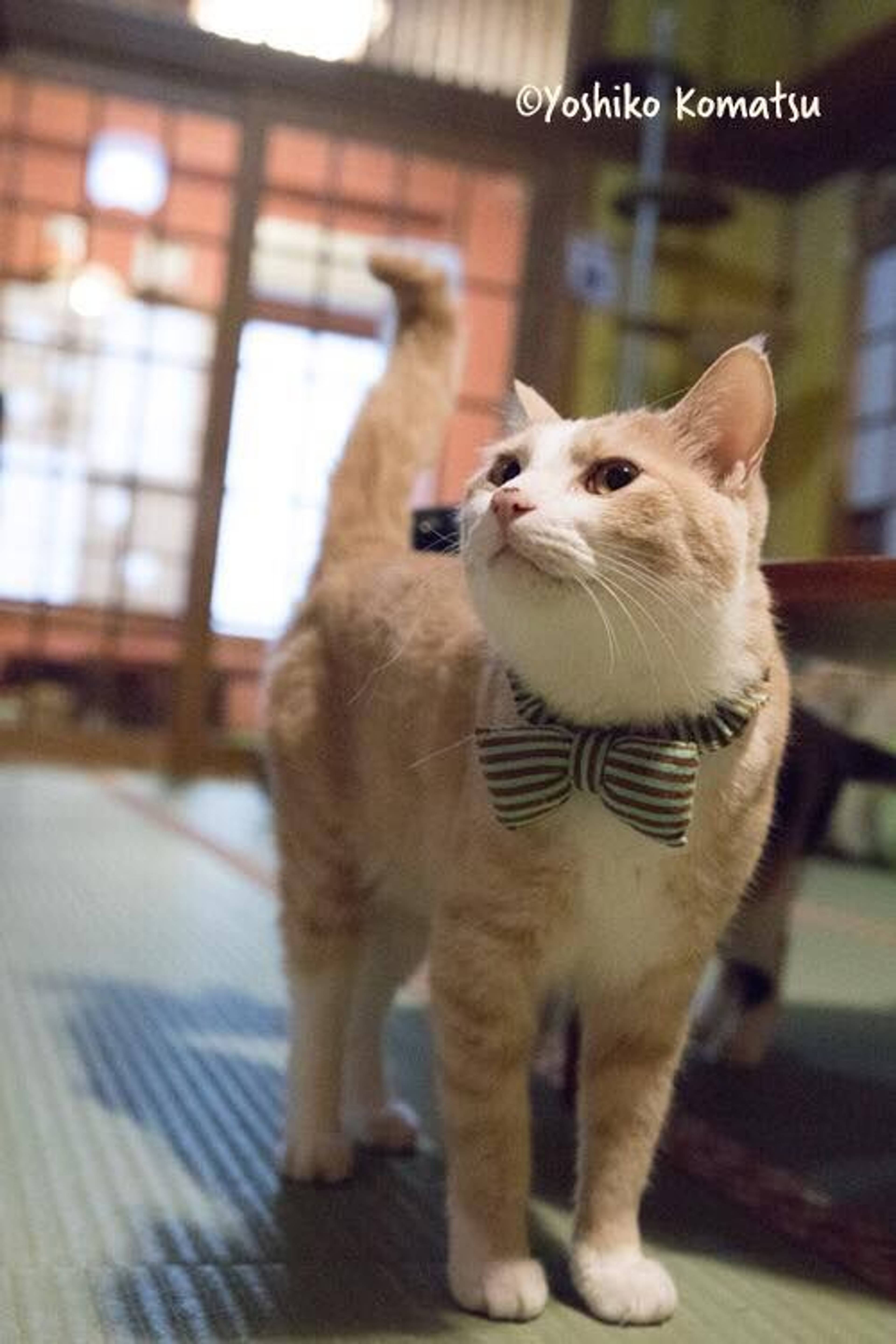 雑種（ミックス猫）・オスの里親募集の写真