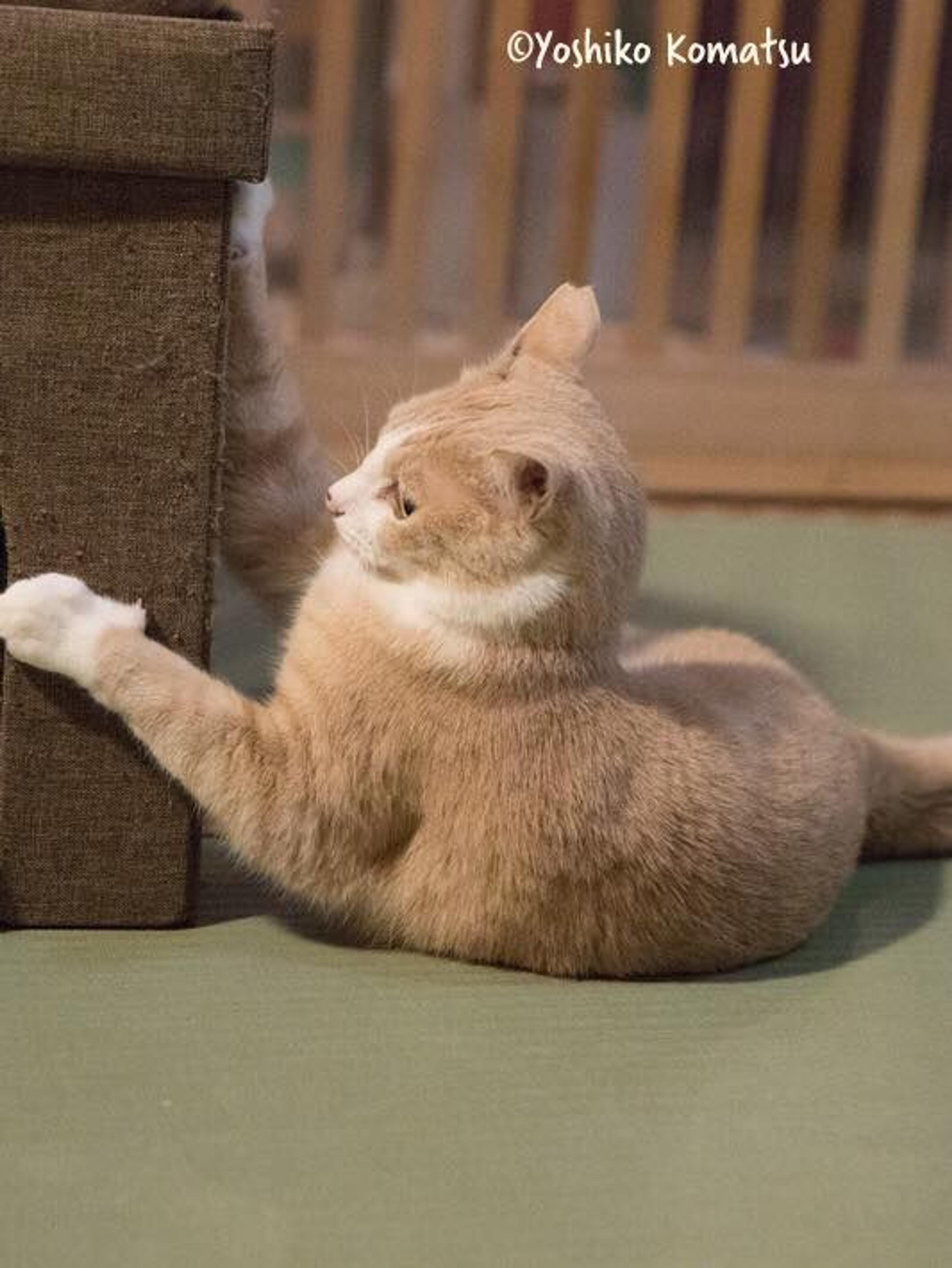 pet-image-3