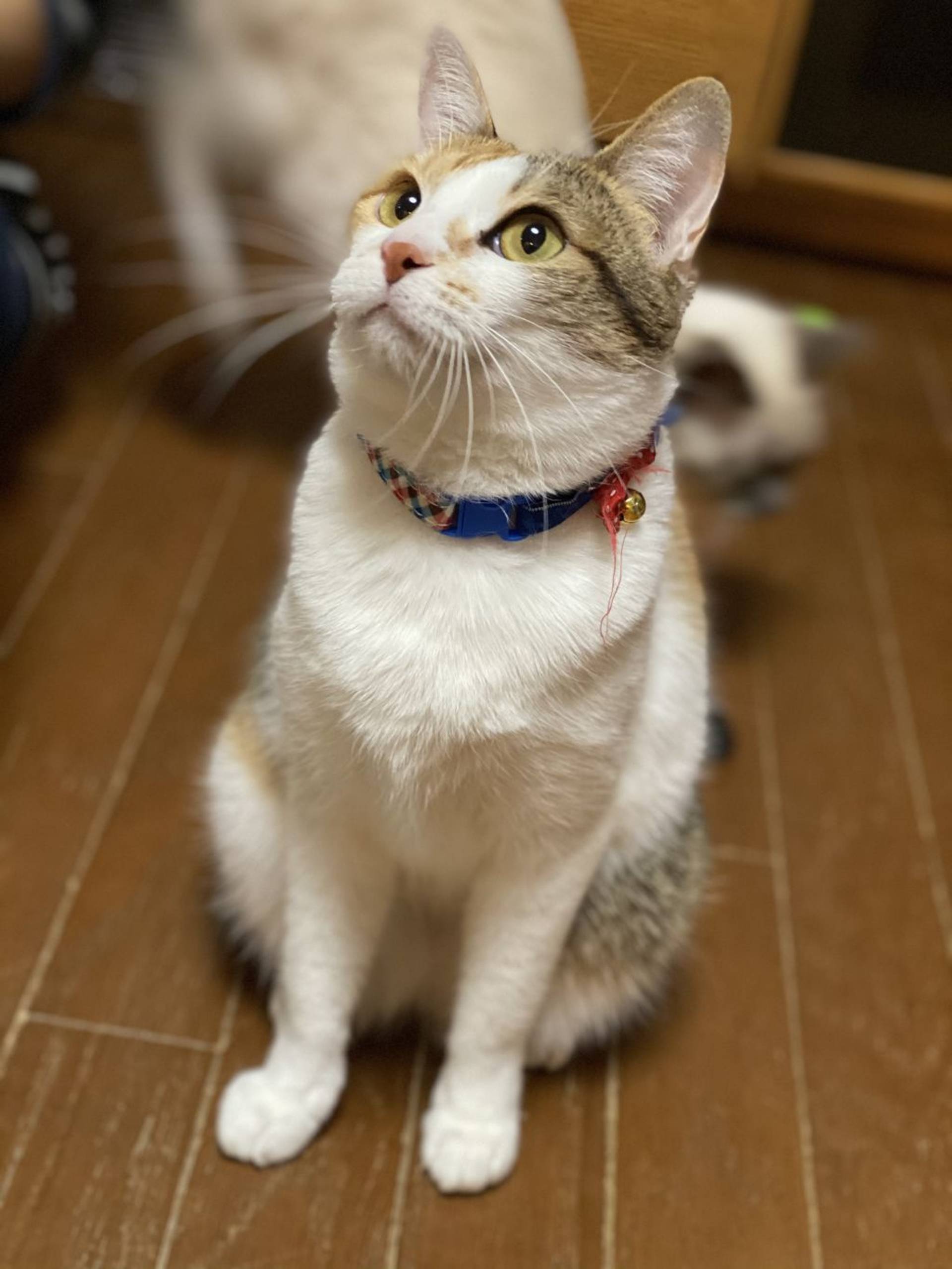 雑種（ミックス猫）・メスの里親募集の写真