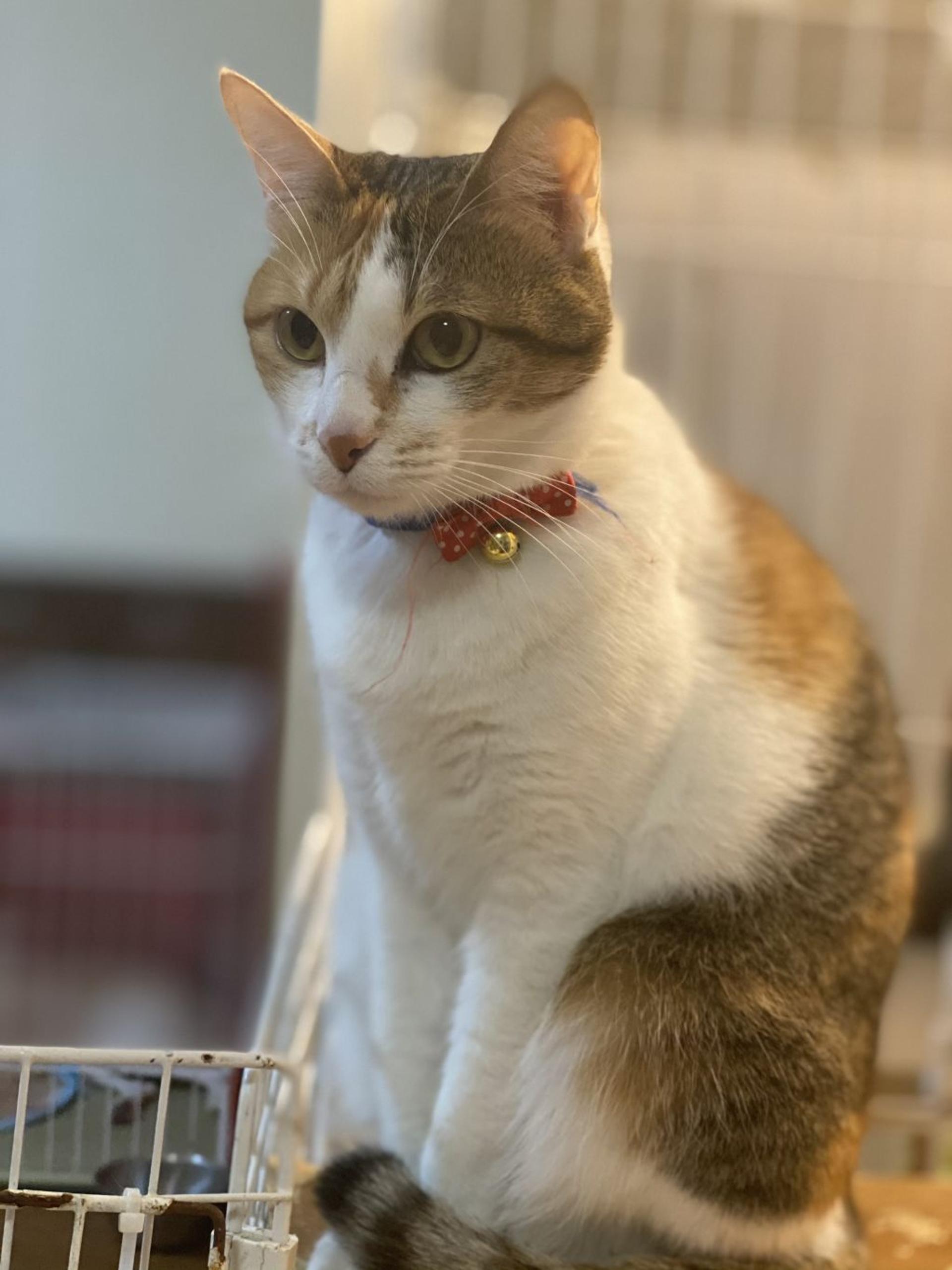 pet-image-3
