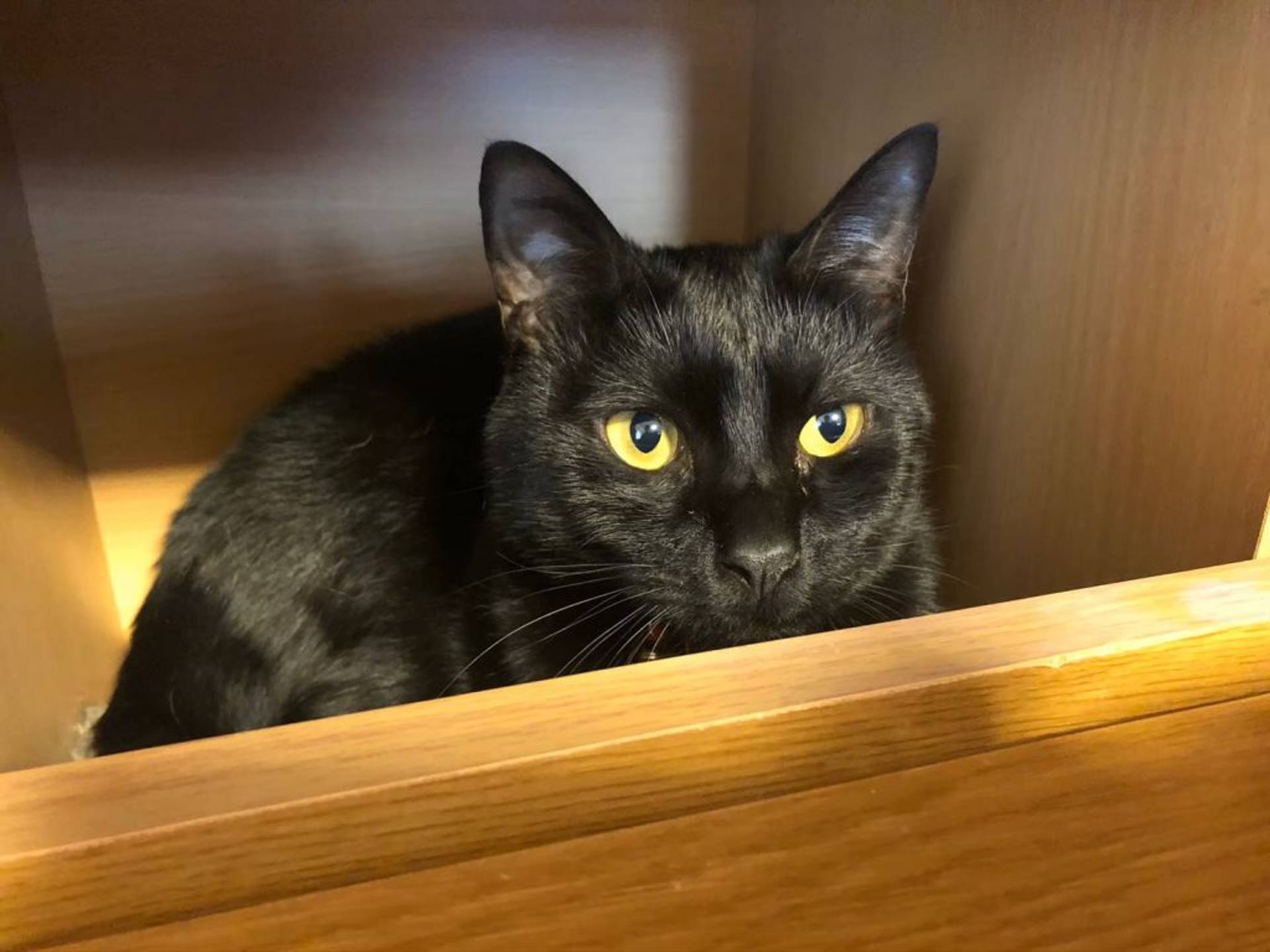 雑種（ミックス猫）・オスの里親募集の写真