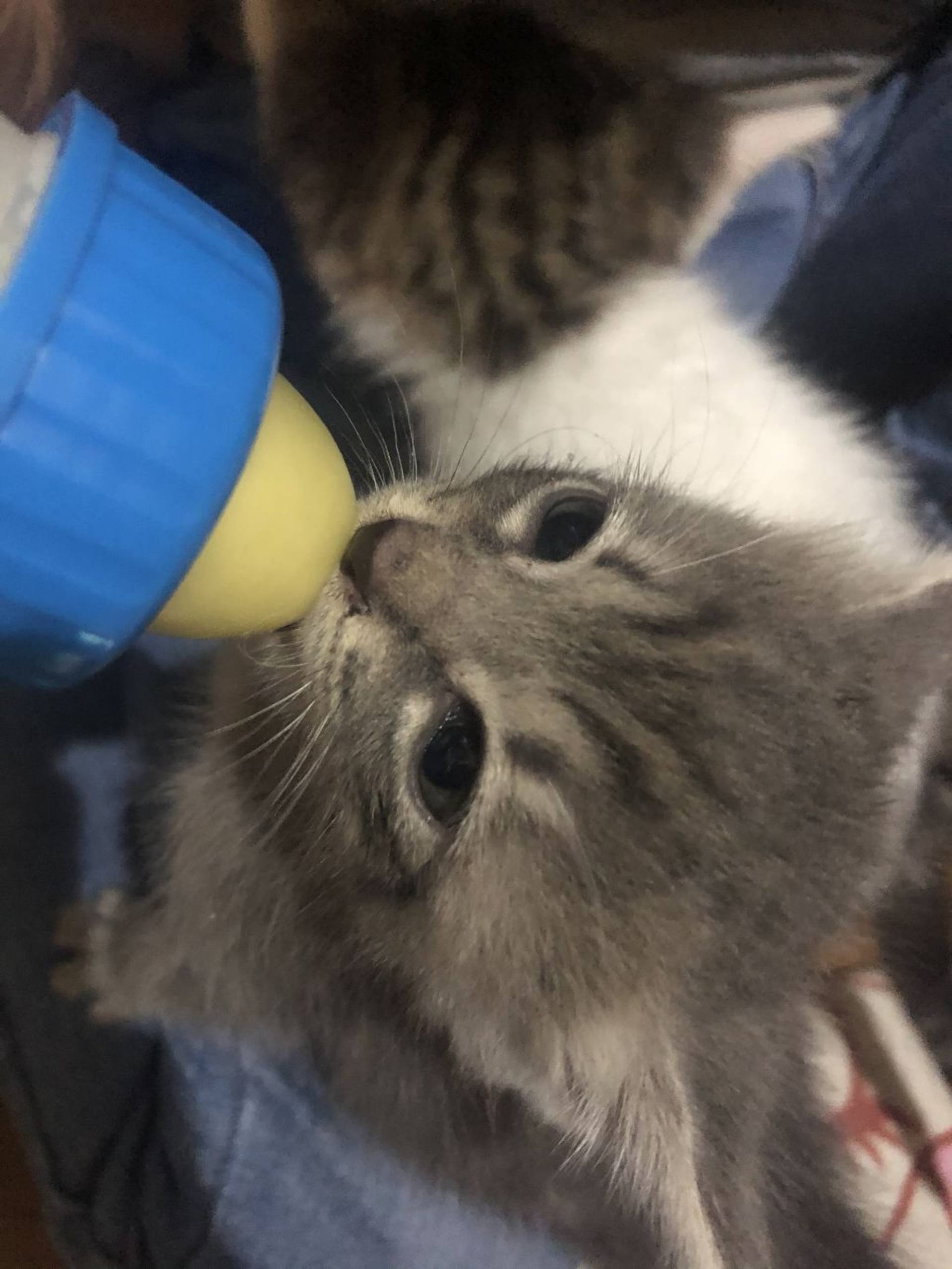雑種（ミックス猫）・メスの里親募集の写真