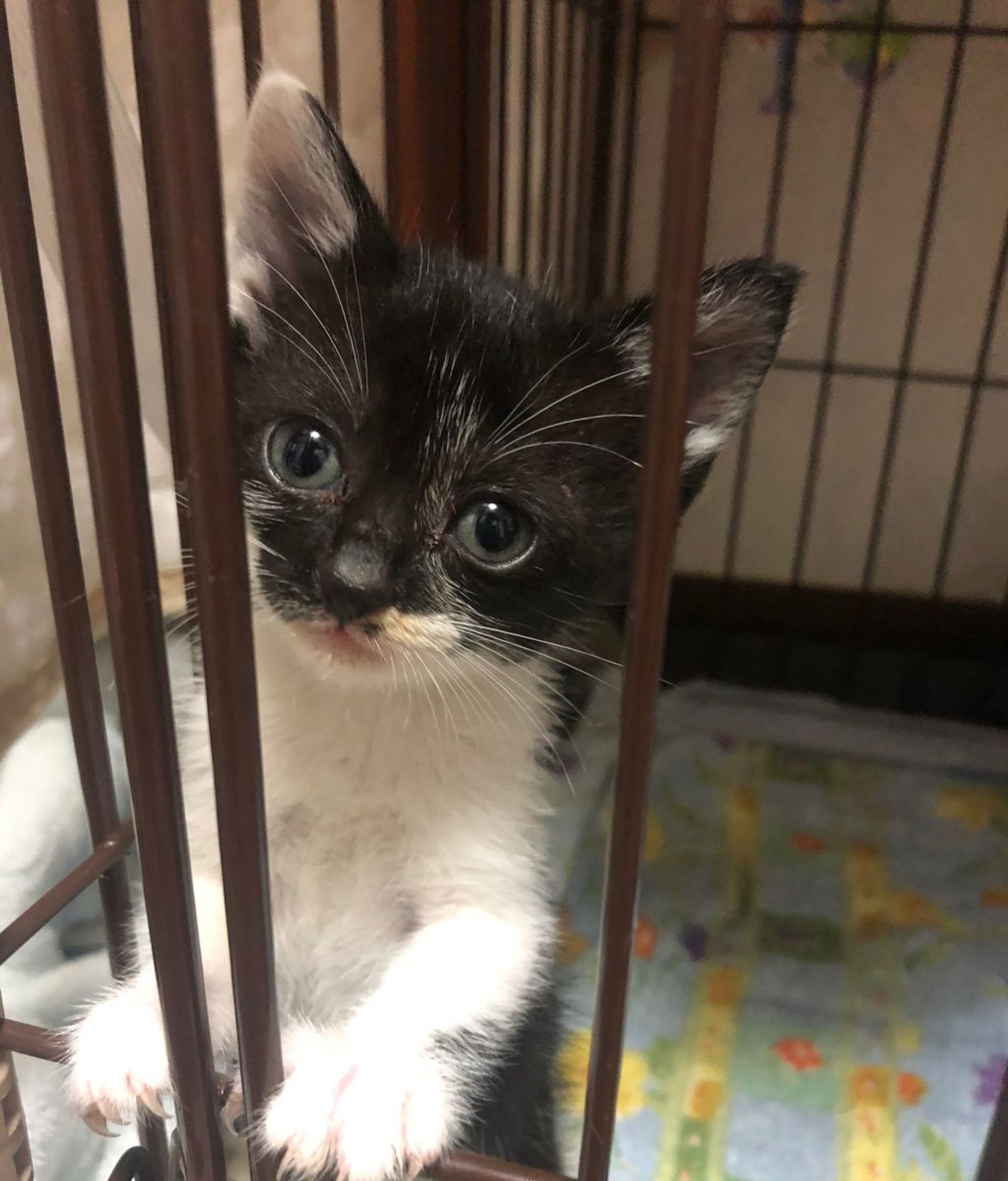 雑種（ミックス猫）・メスの里親募集の写真