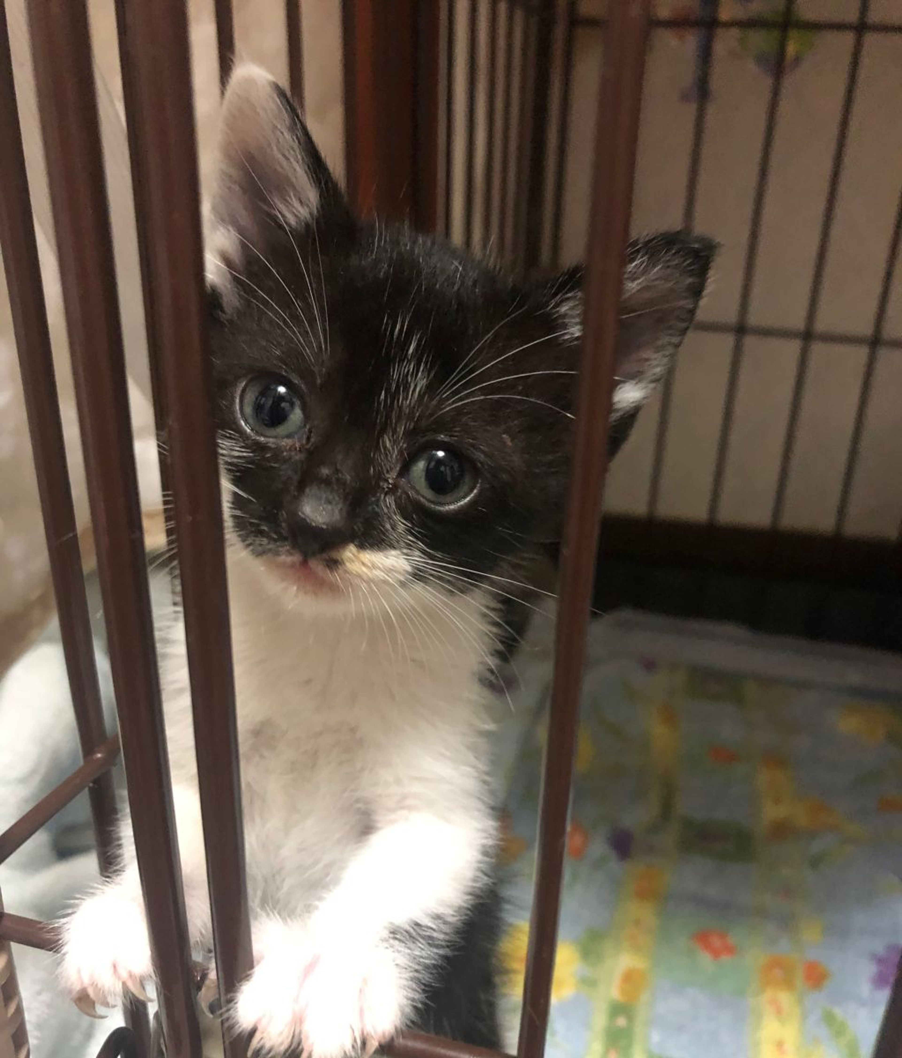 雑種（ミックス猫）・メスの里親募集の写真