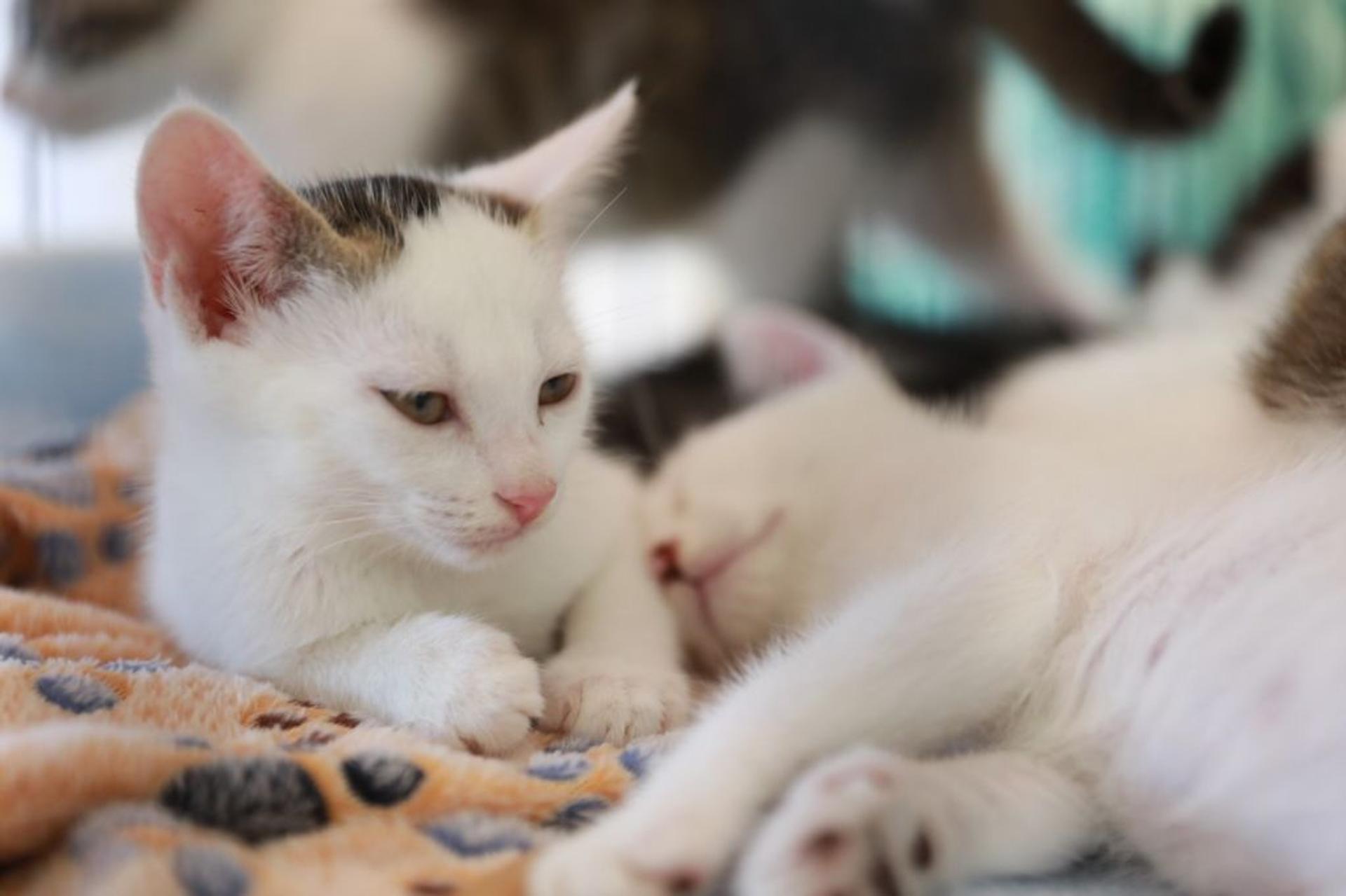 pet-image-4