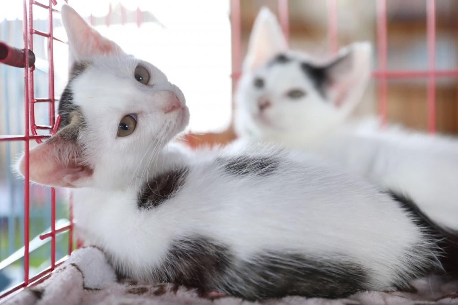 pet-image-5
