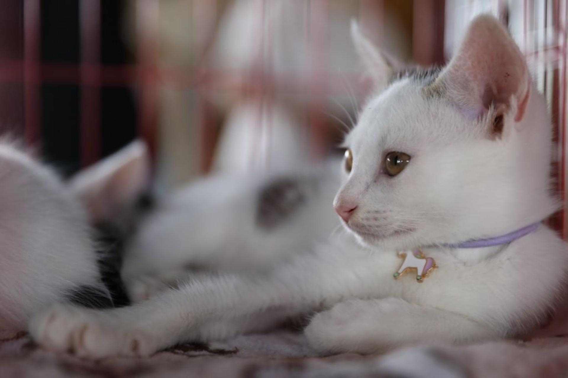 pet-image-6