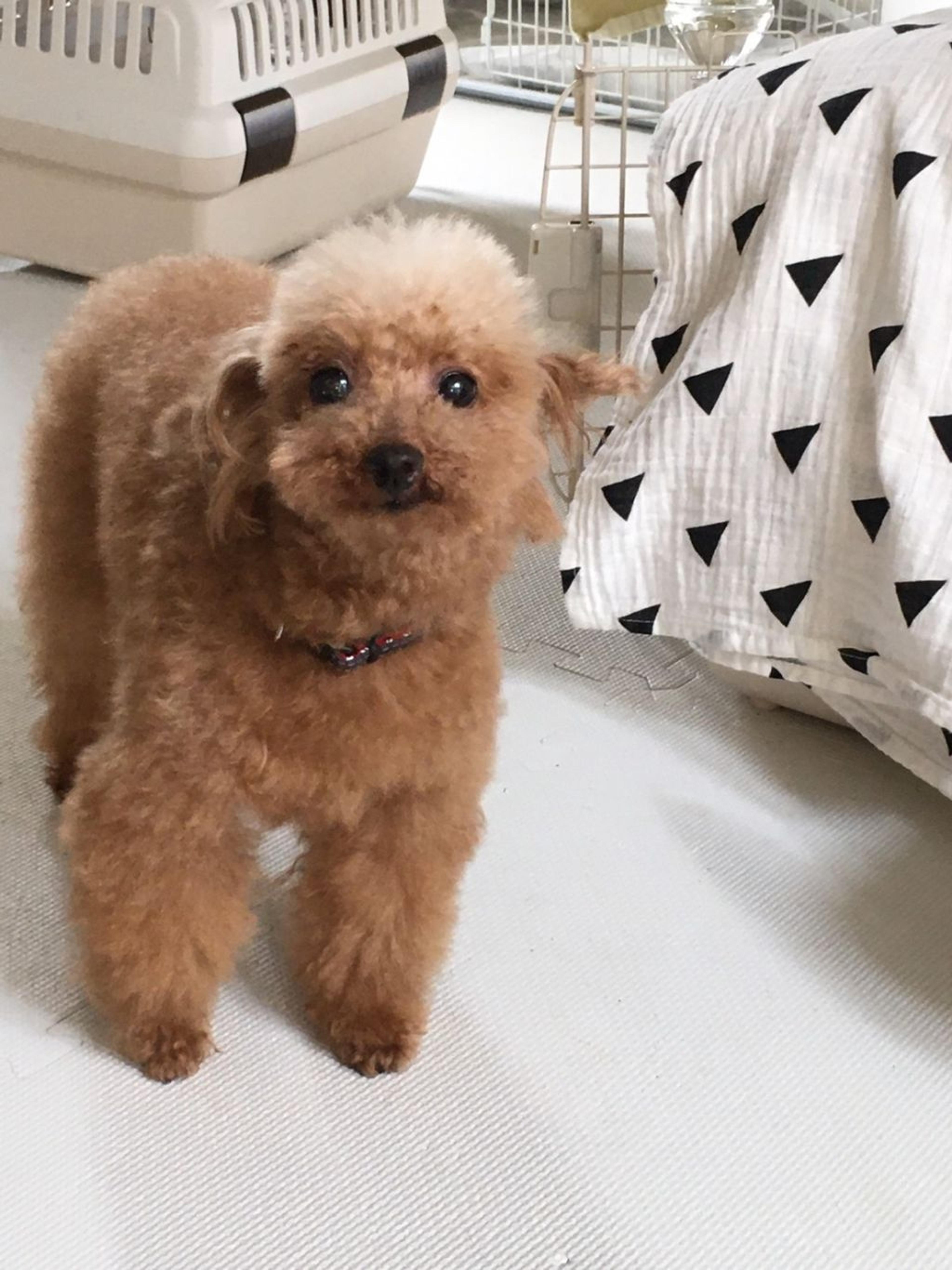 pet-image-2
