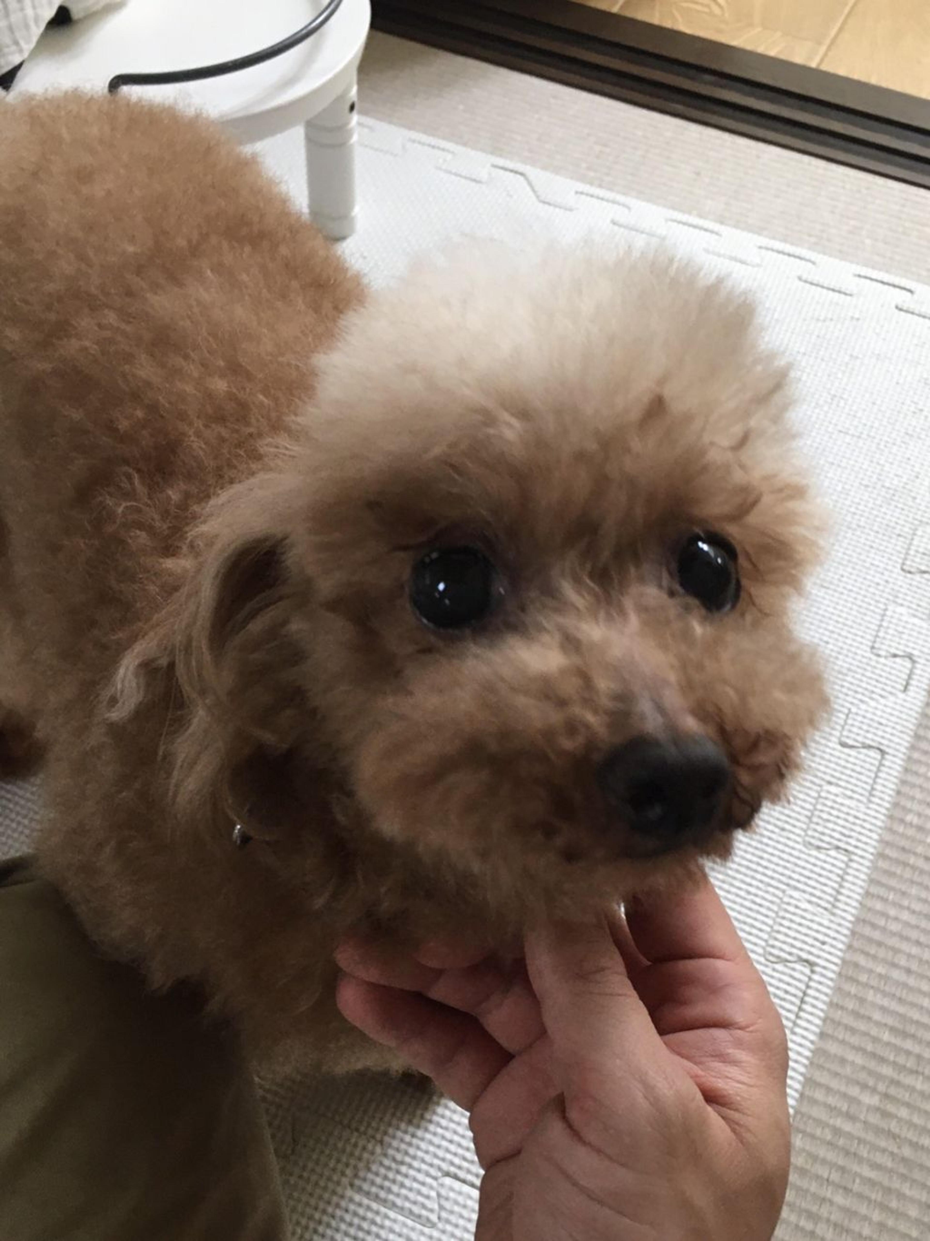 pet-image-3