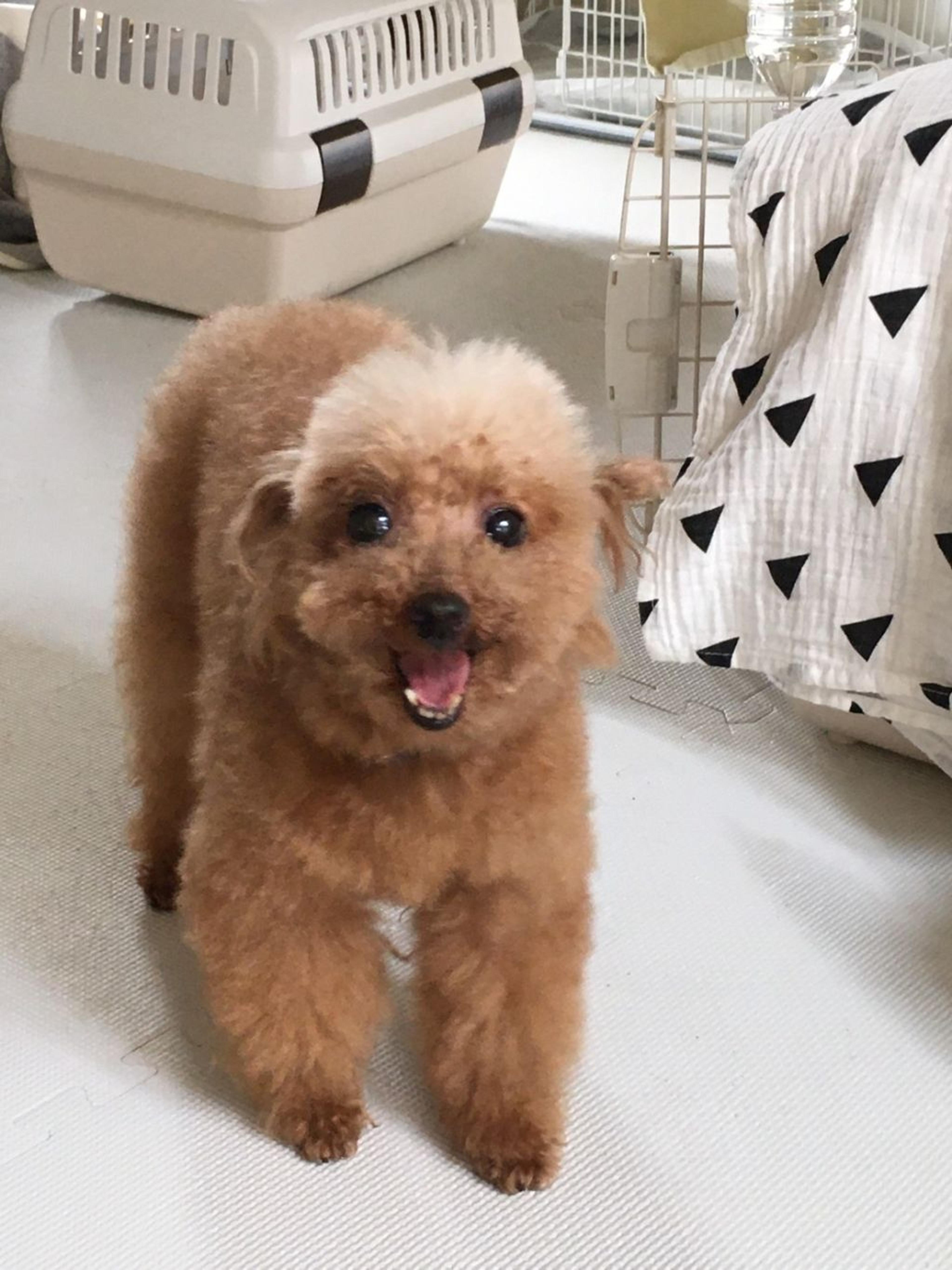 pet-image-4