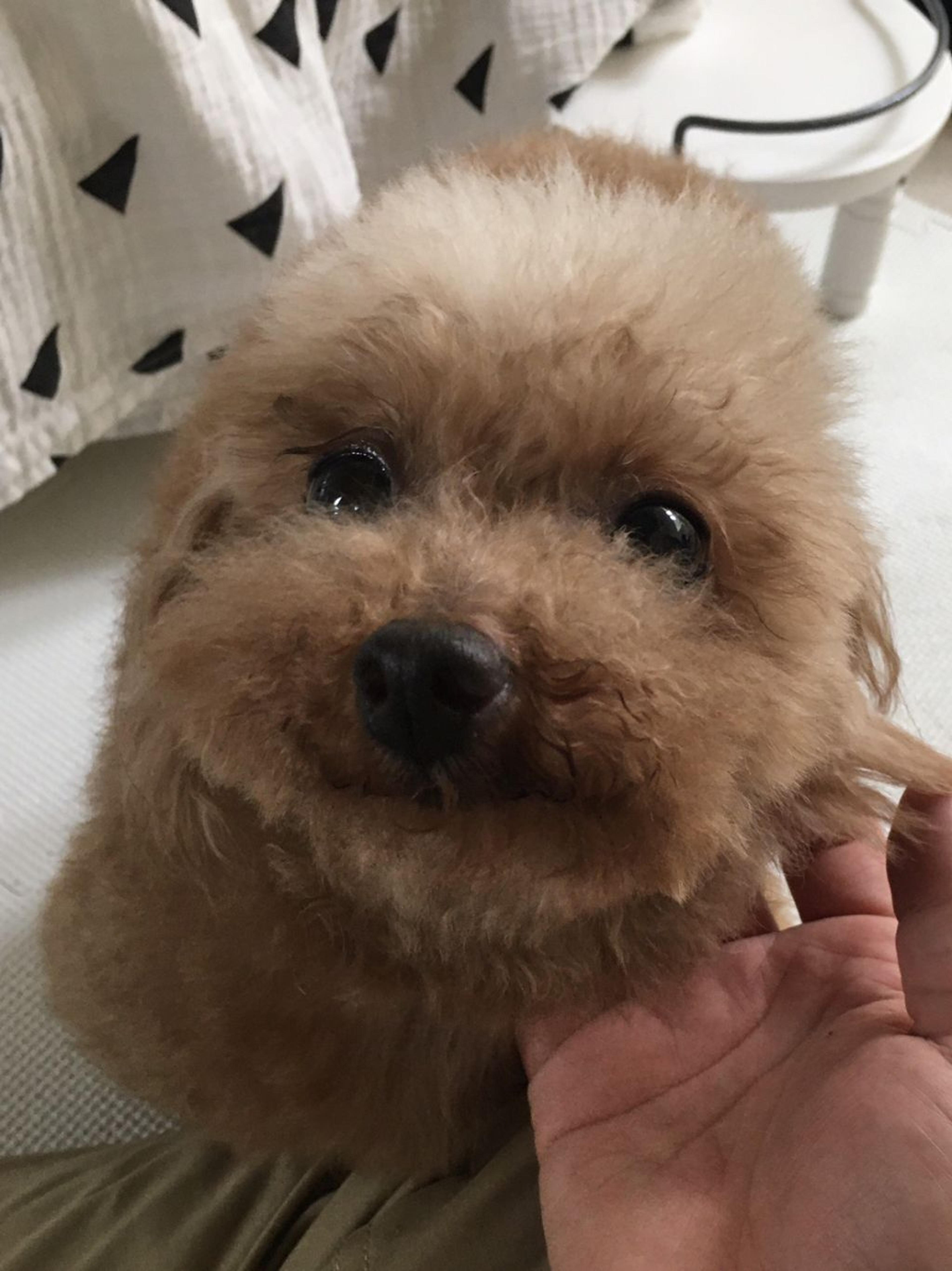 pet-image-5