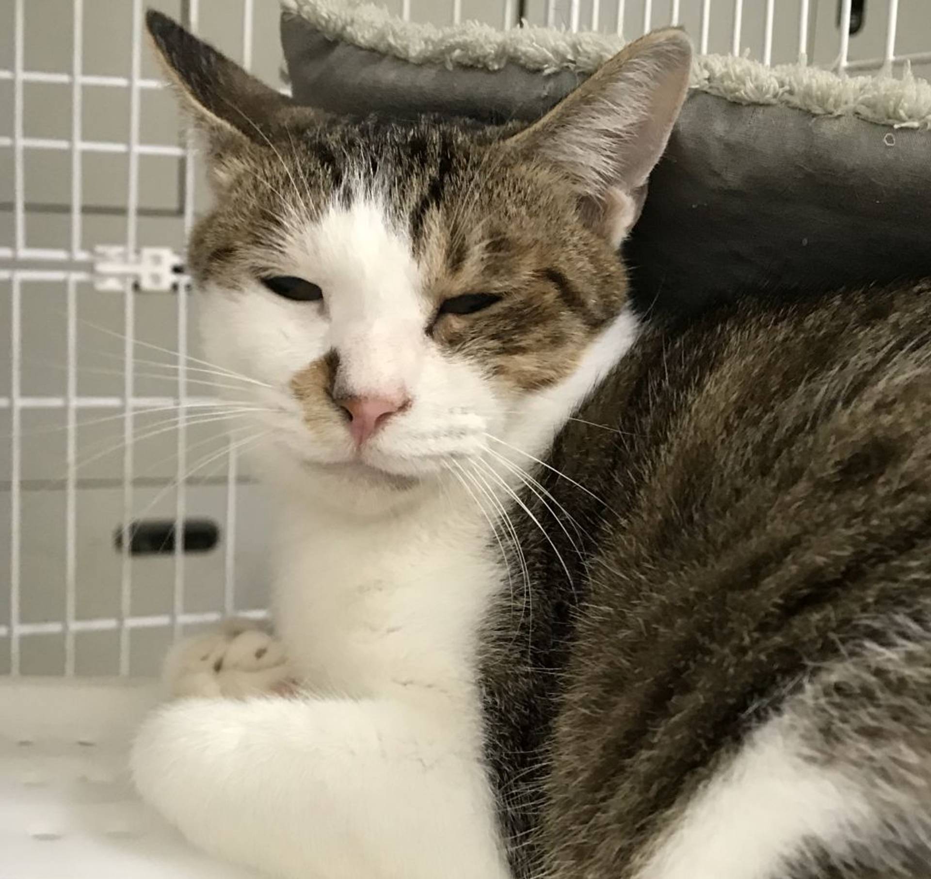 雑種（ミックス猫）・オスの里親募集の写真