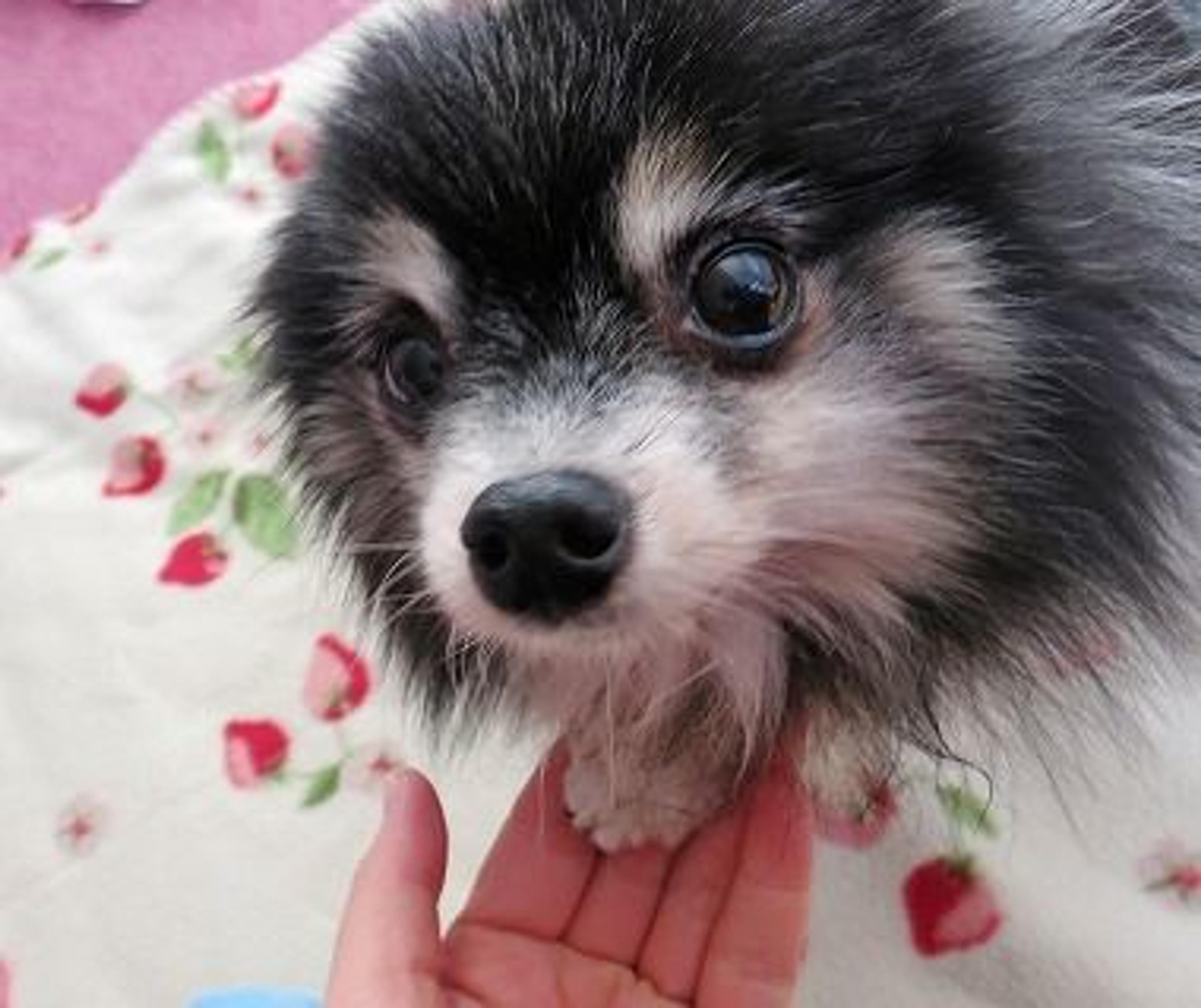 pet-image-2
