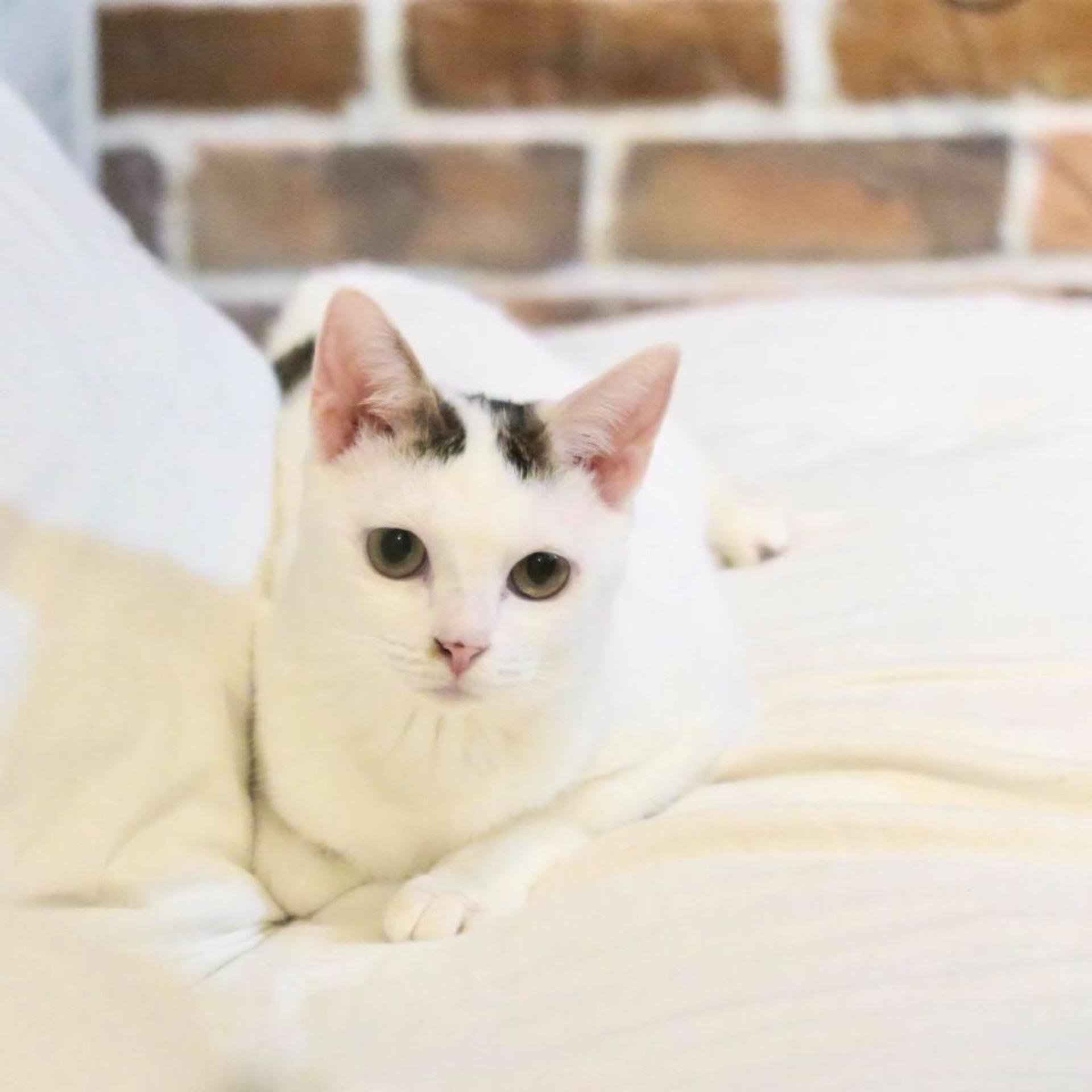 pet-image-2