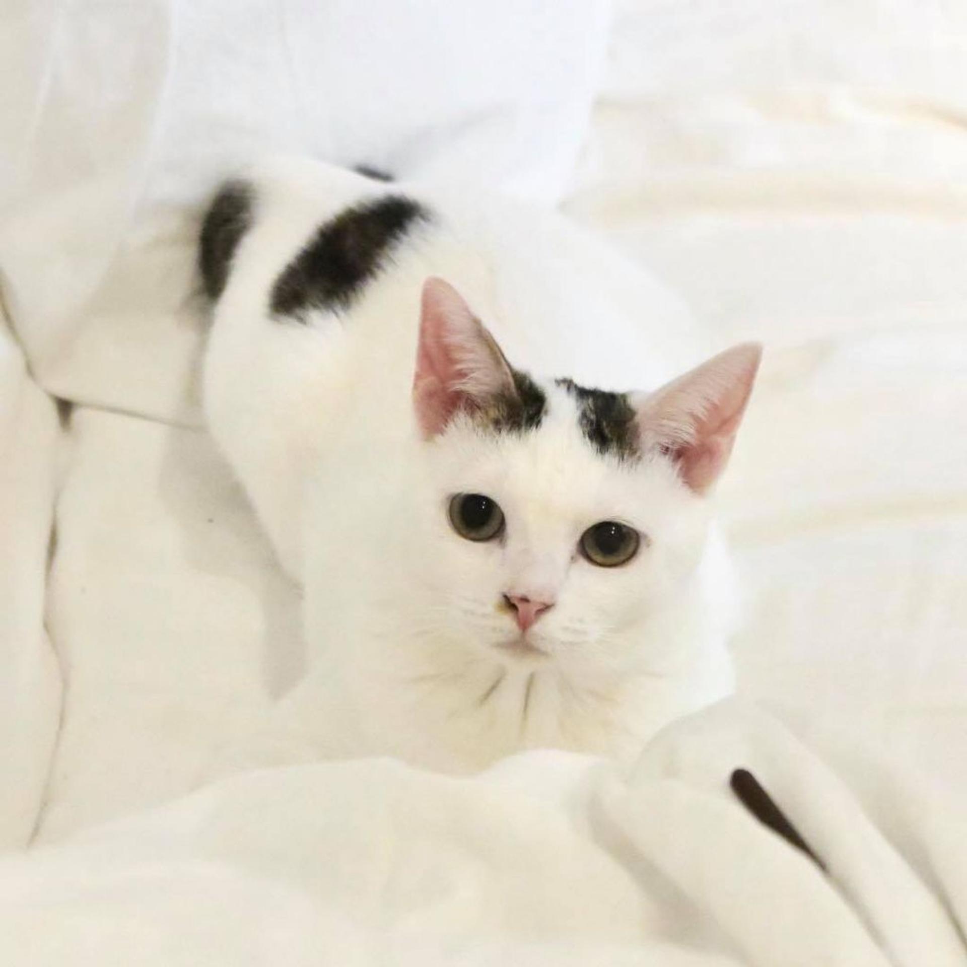 pet-image-3