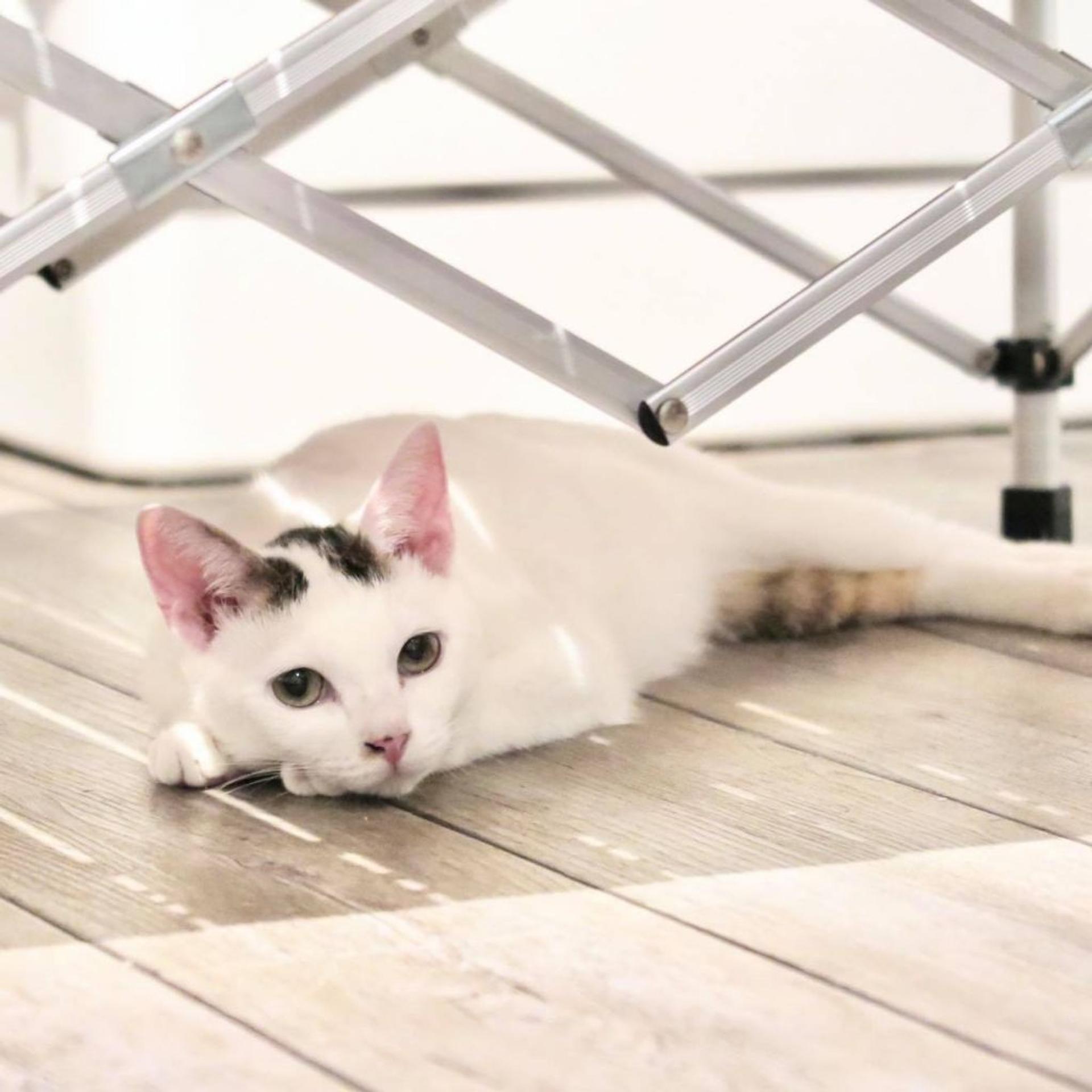 pet-image-4