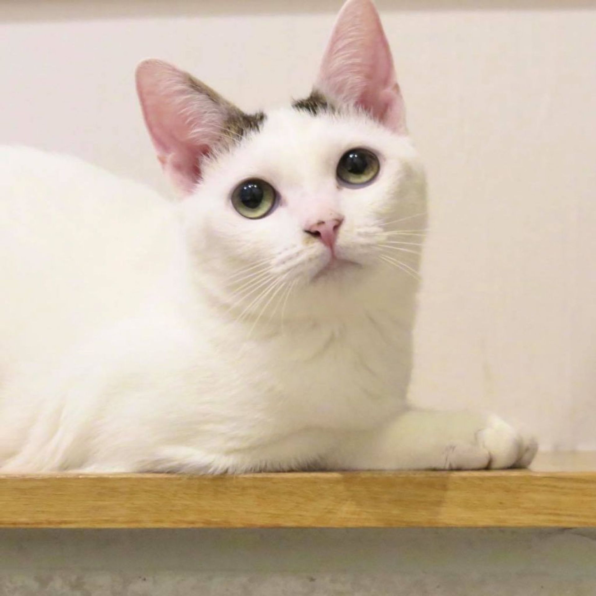 雑種（ミックス猫）・メスの里親募集の写真