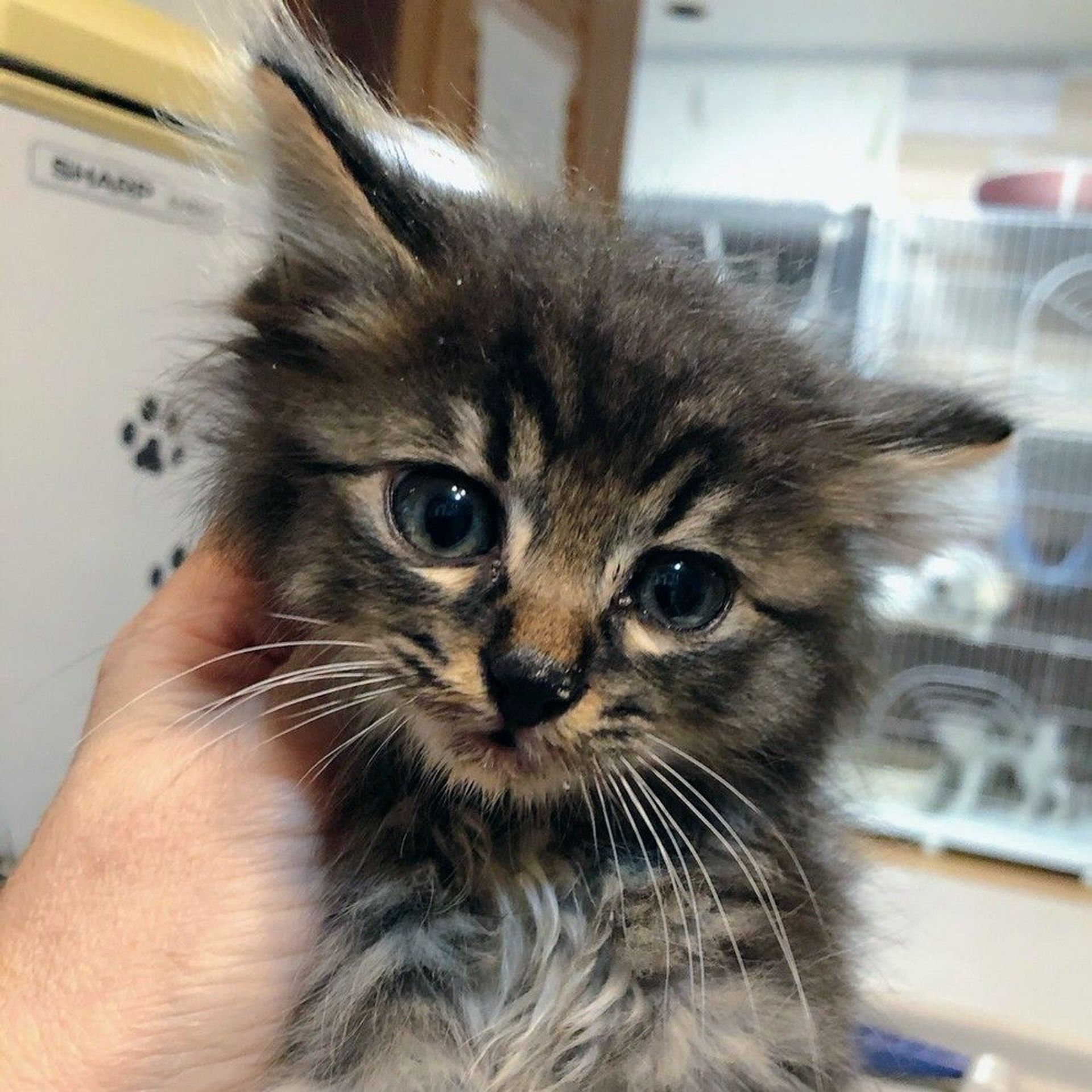 雑種（ミックス猫）・オスの里親募集の写真