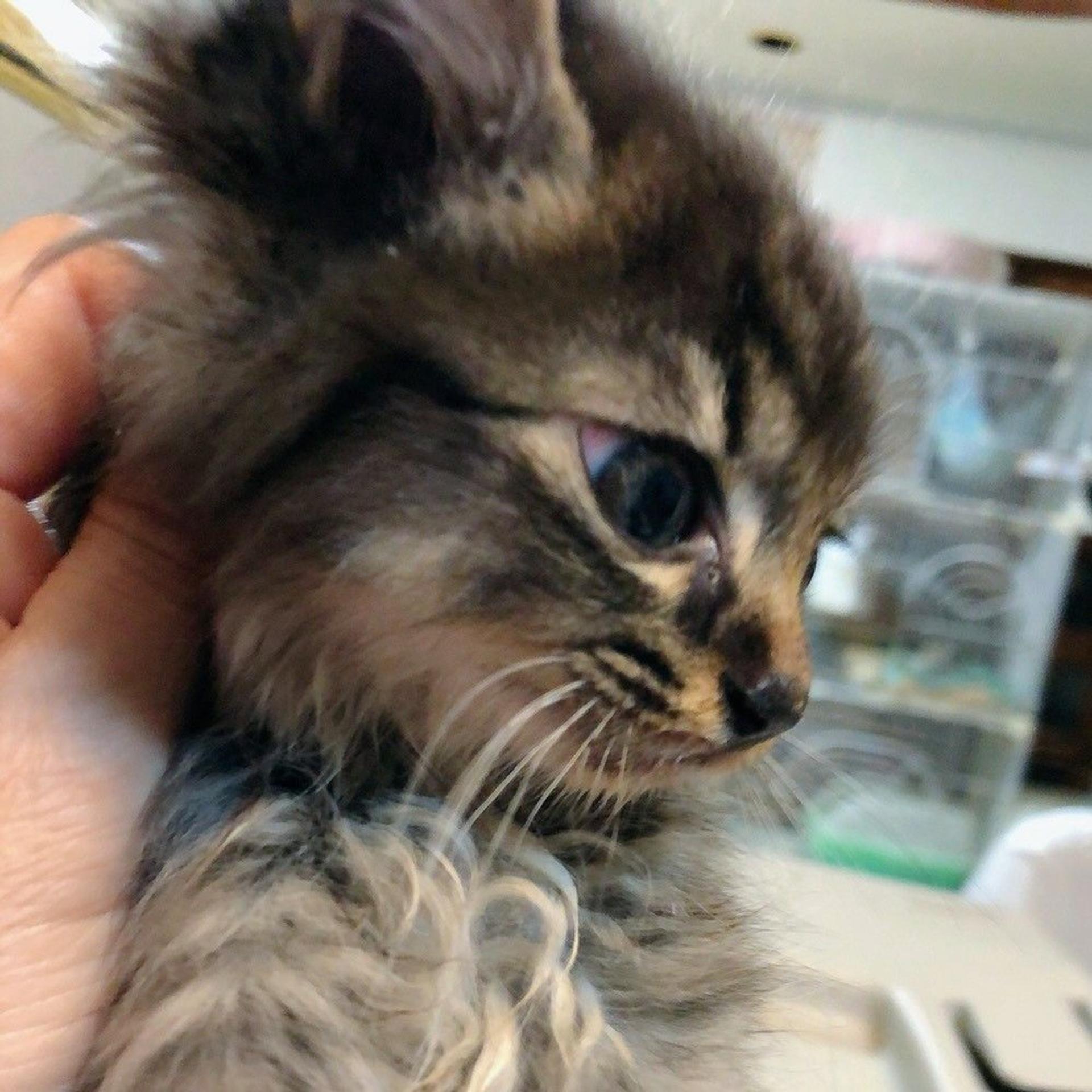 pet-image-2