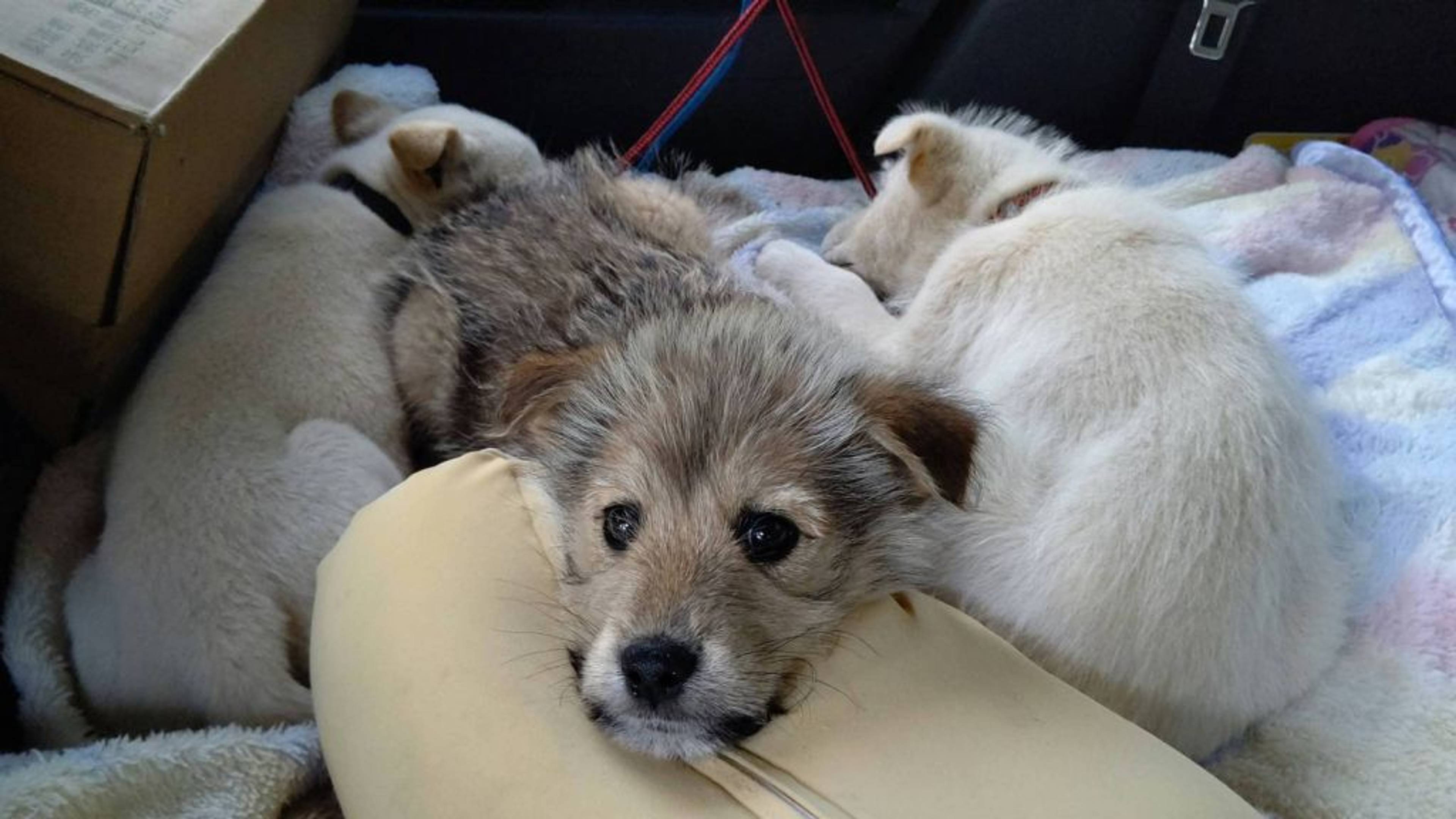 雑種（ミックス犬）・オスの里親募集の写真
