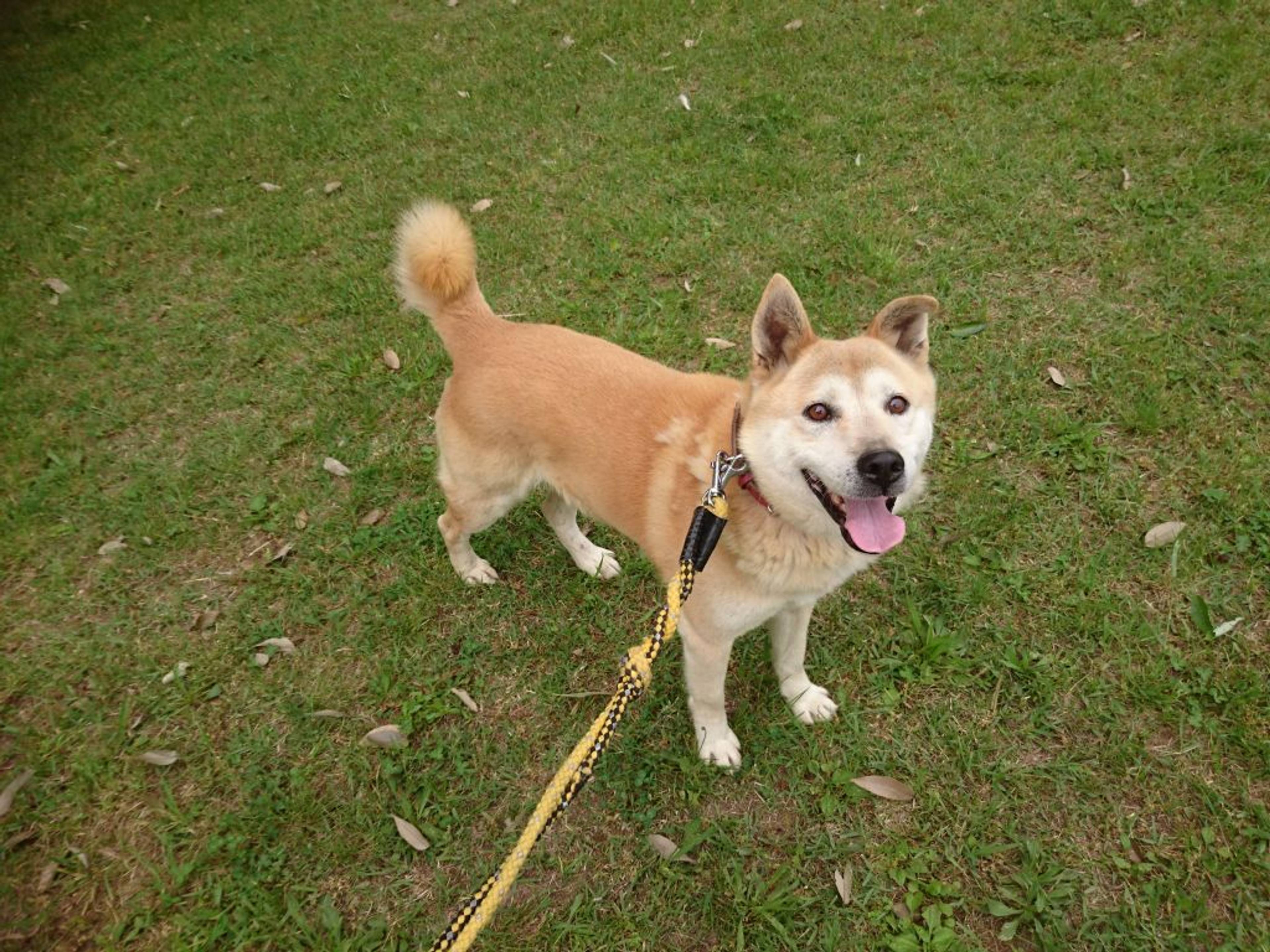 雑種（ミックス犬）・オスの里親募集の写真