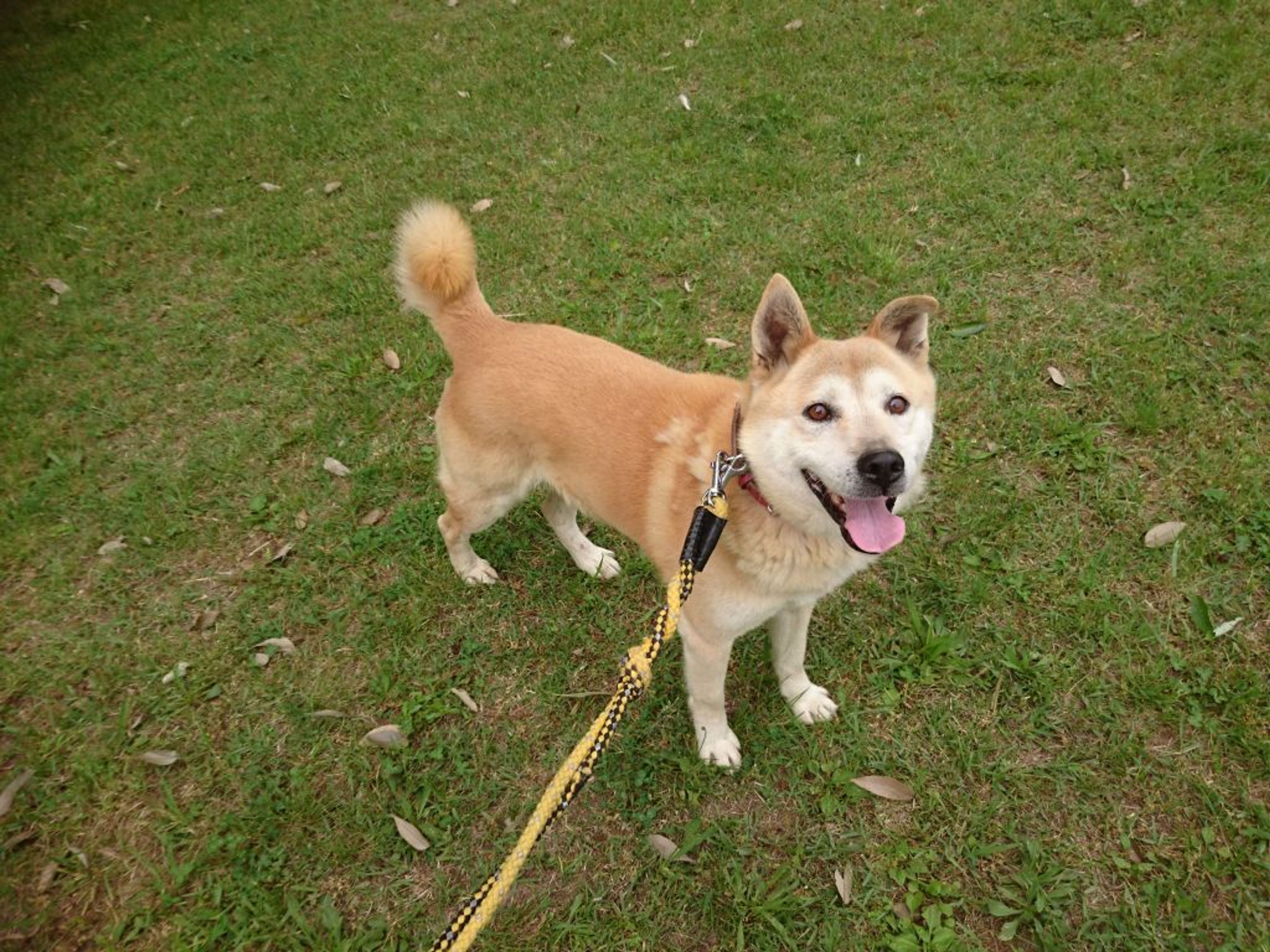 雑種（ミックス犬）・オスの里親募集の写真