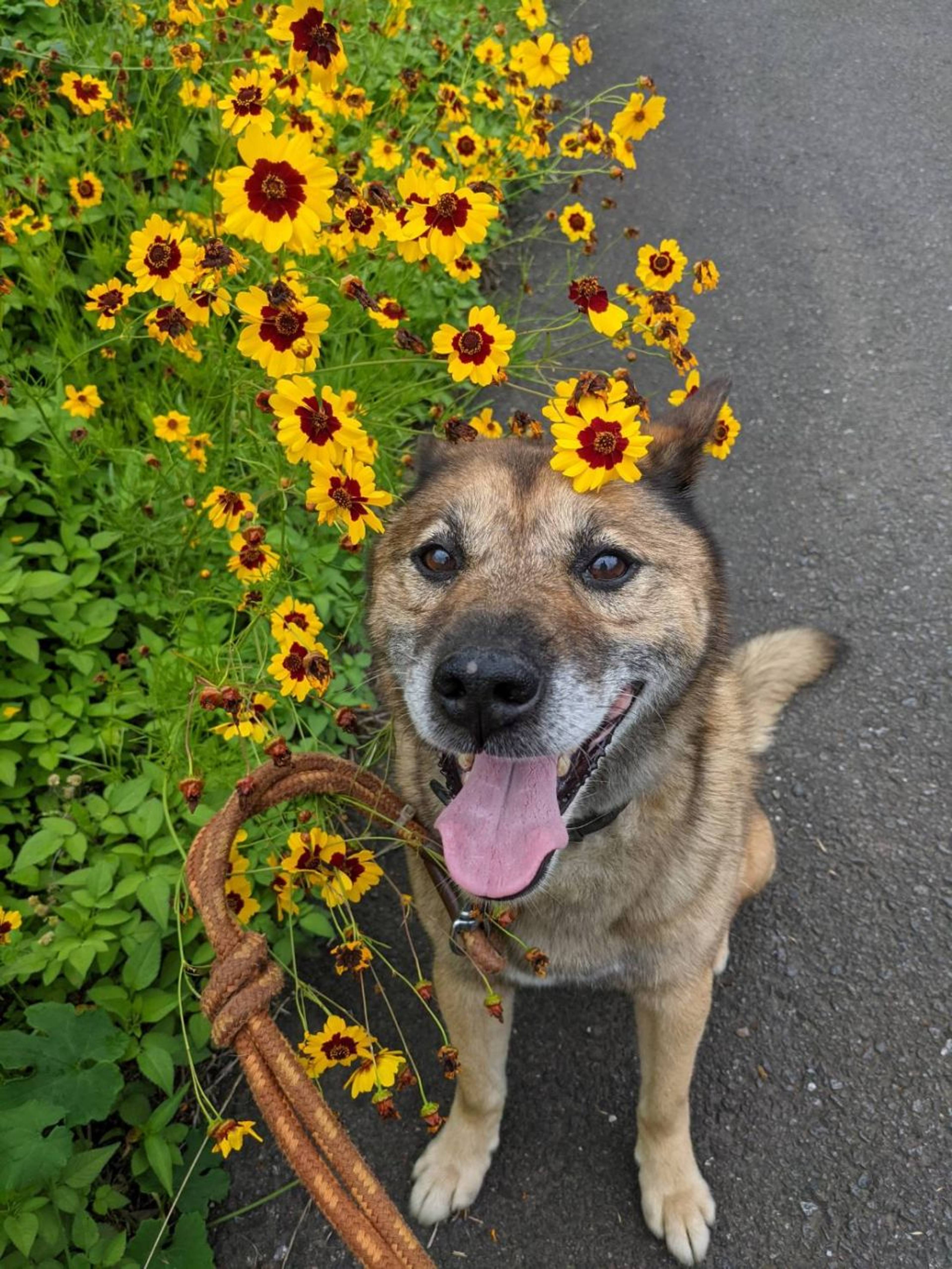 雑種（ミックス犬）・オスの里親募集の写真