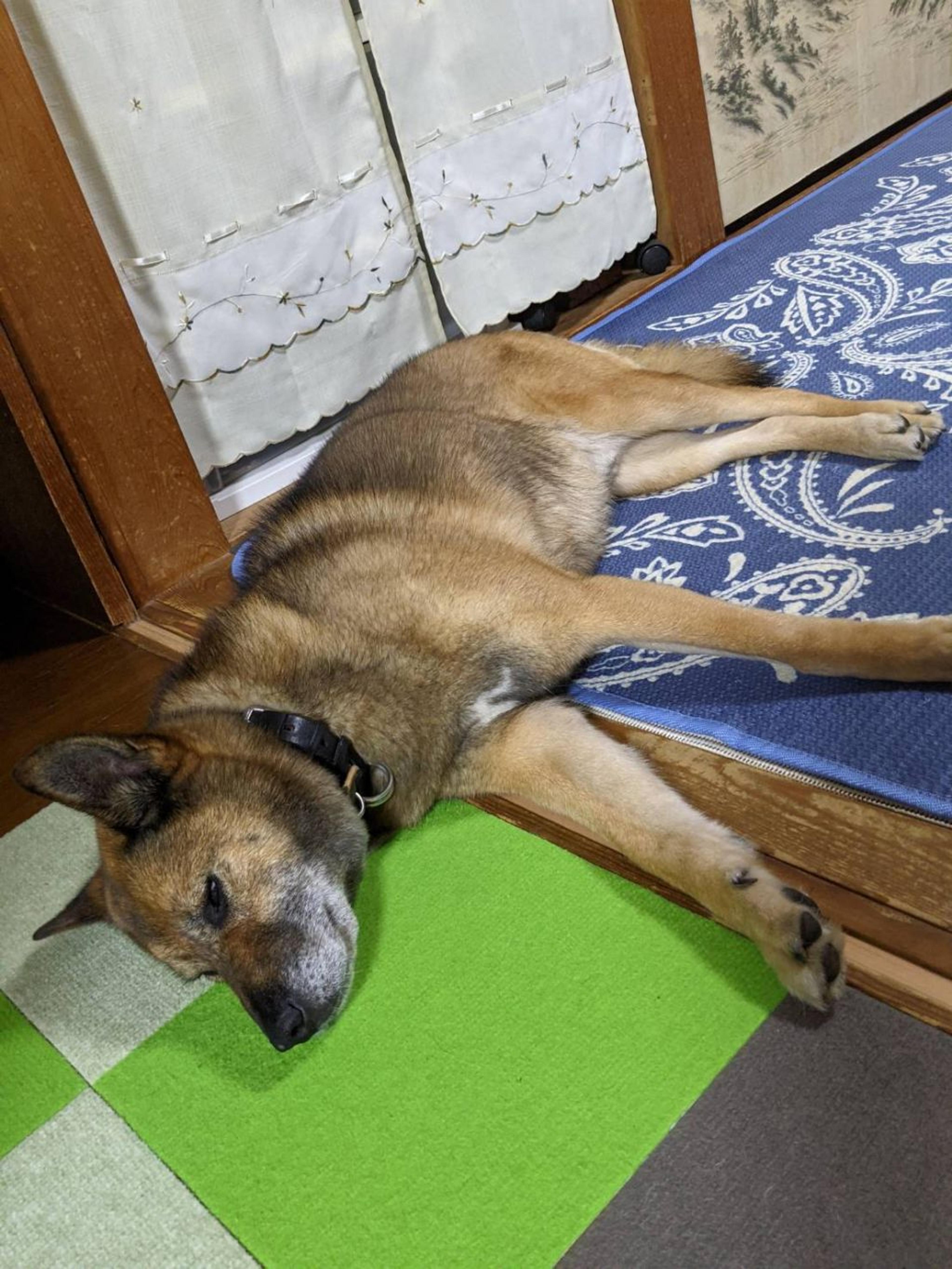 pet-image-2