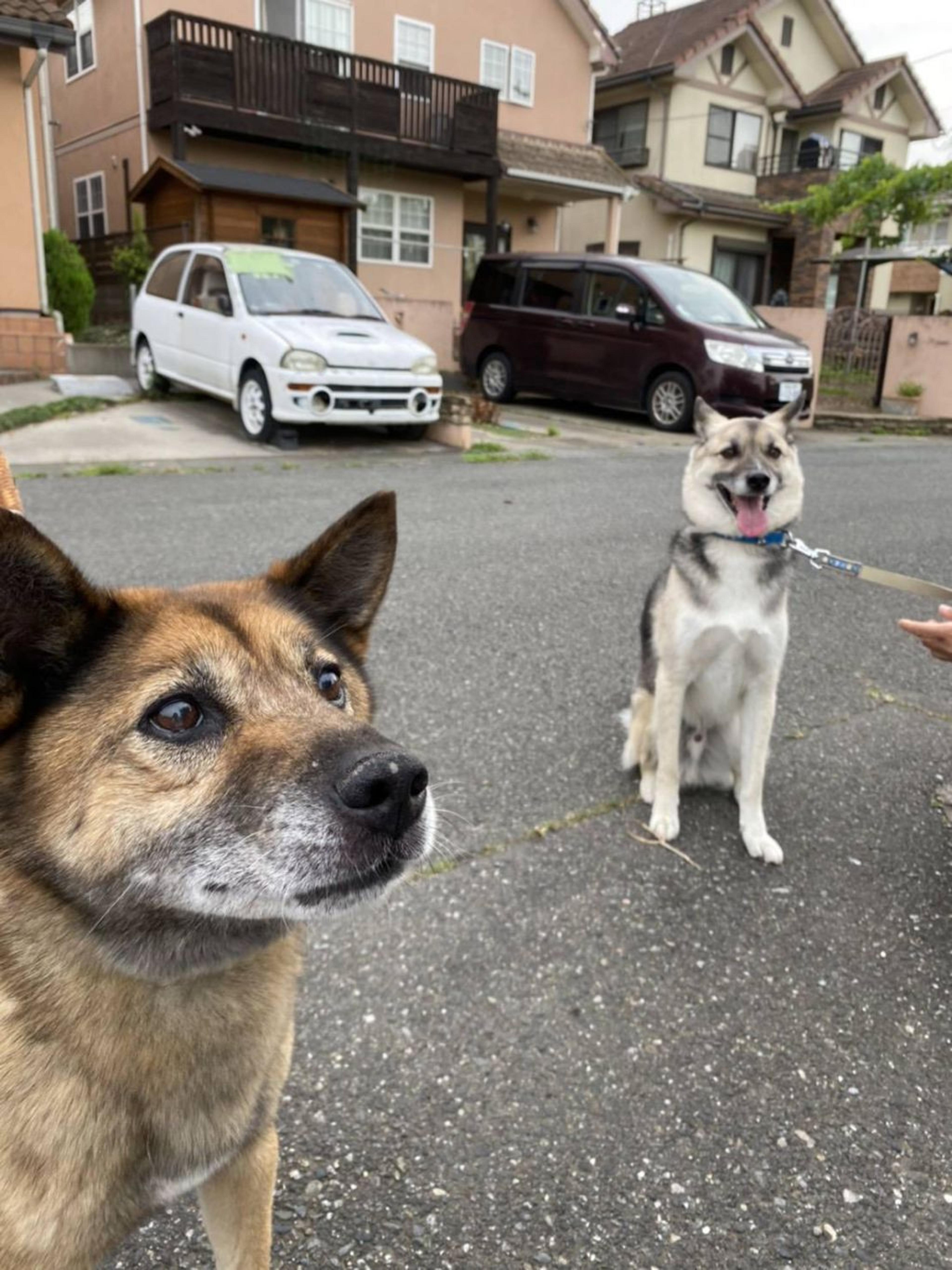 pet-image-3