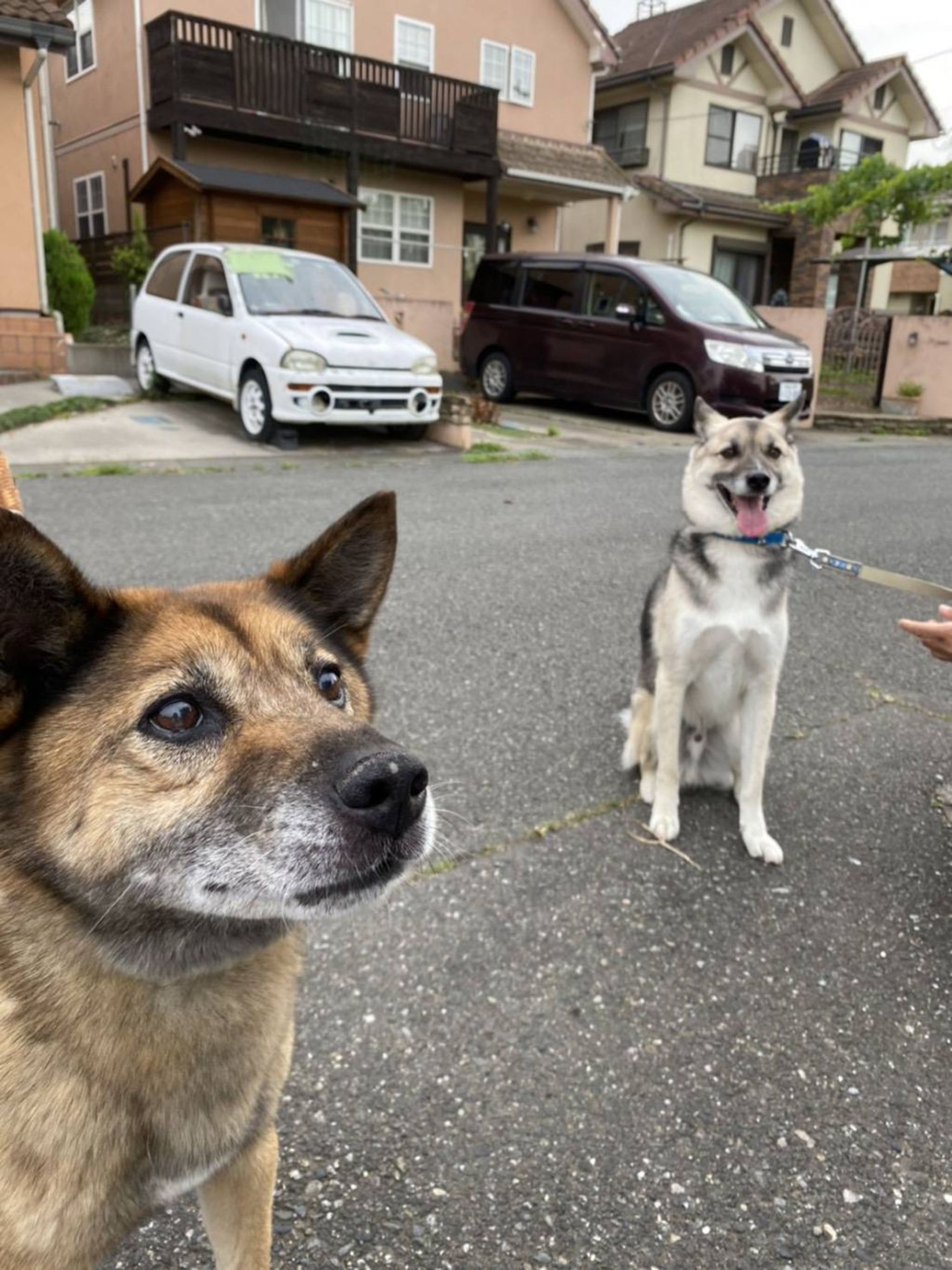 pet-image-3