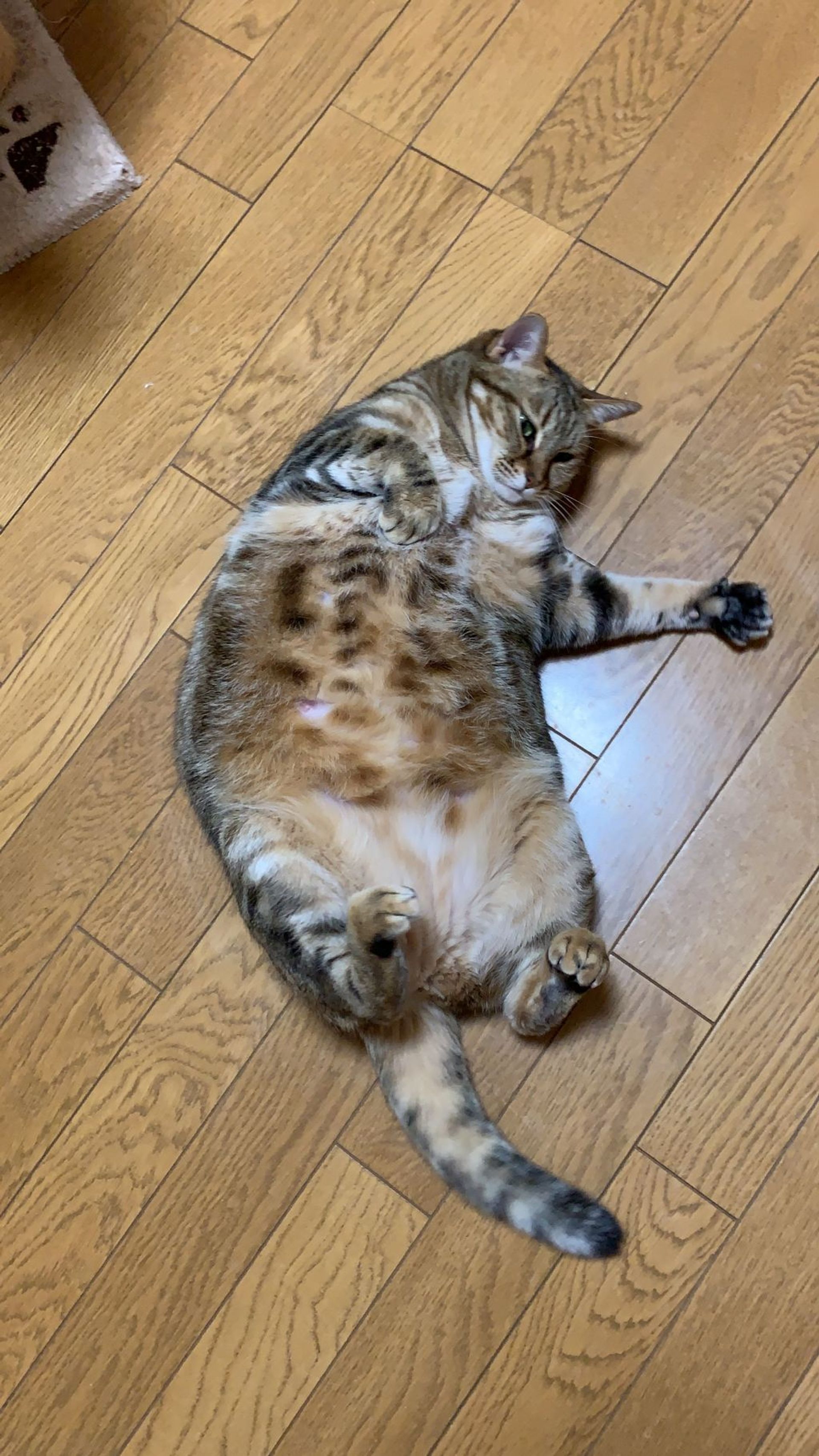 雑種（ミックス猫）・メスの里親募集の写真