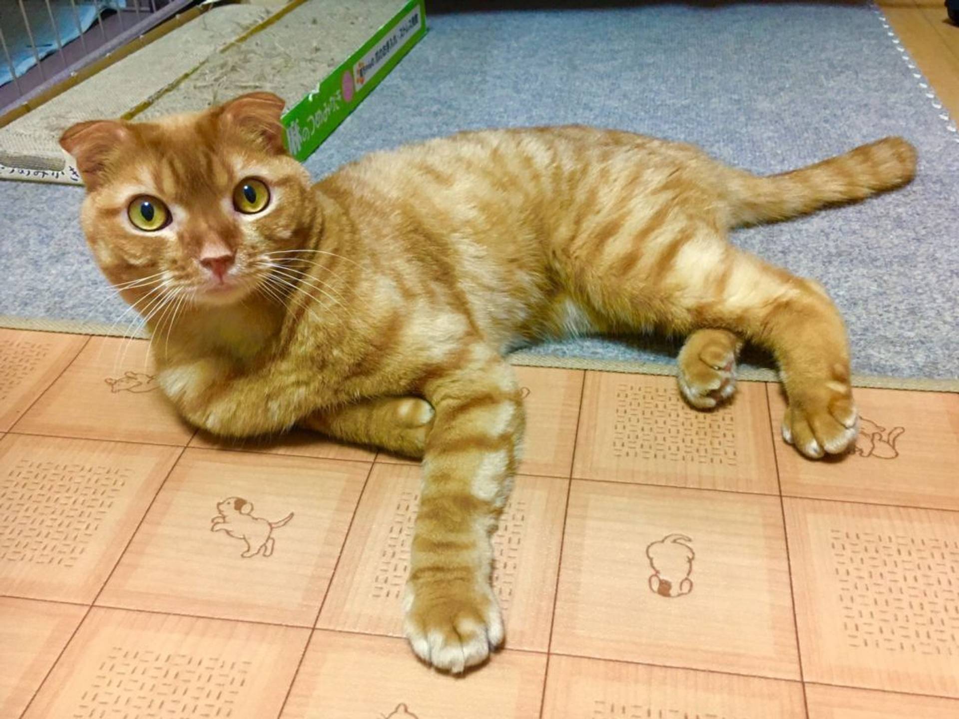 雑種（ミックス猫）・オスの里親募集の写真