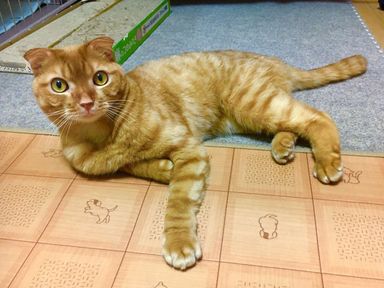 カルビの写真
