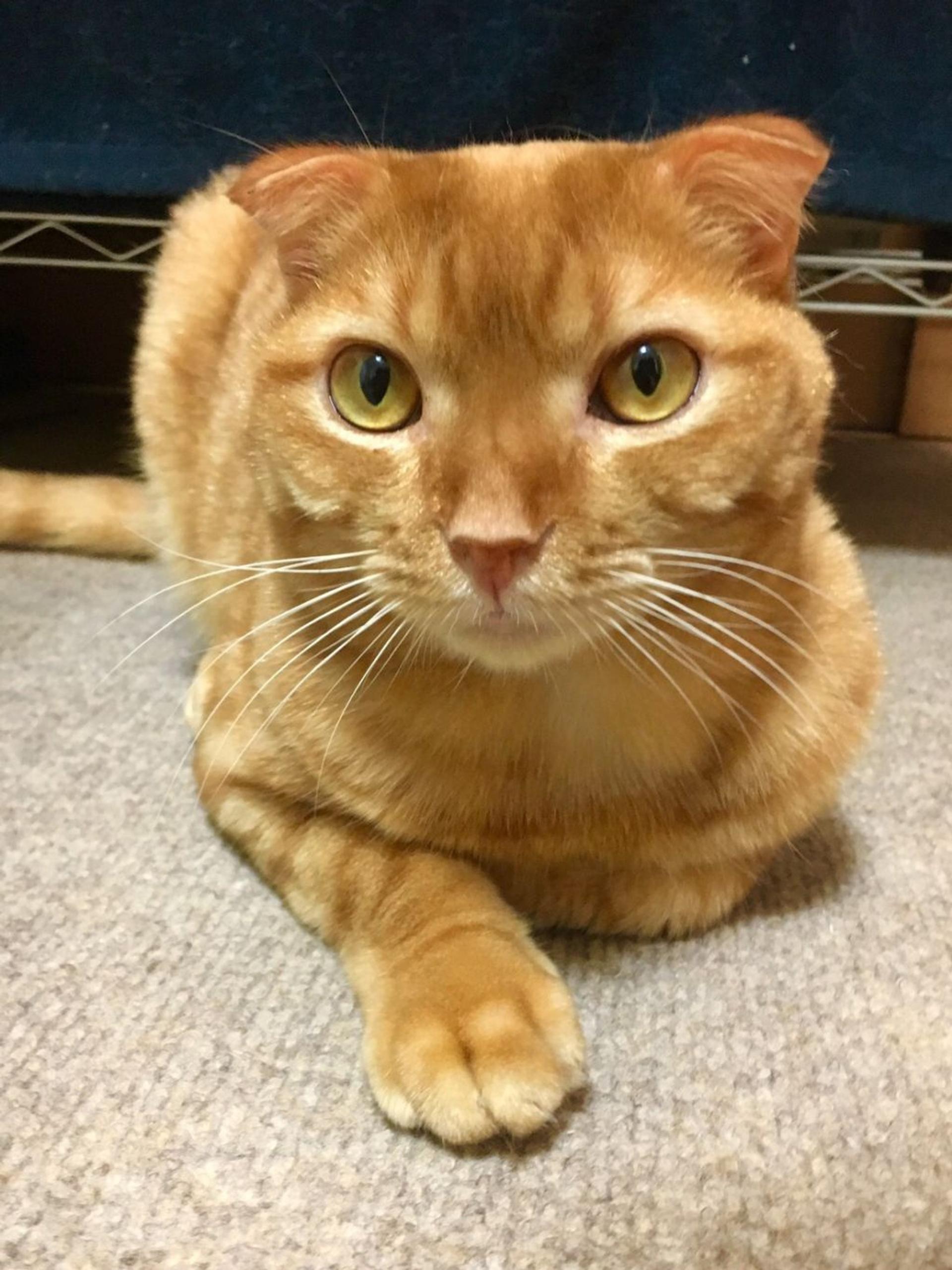 pet-image-4