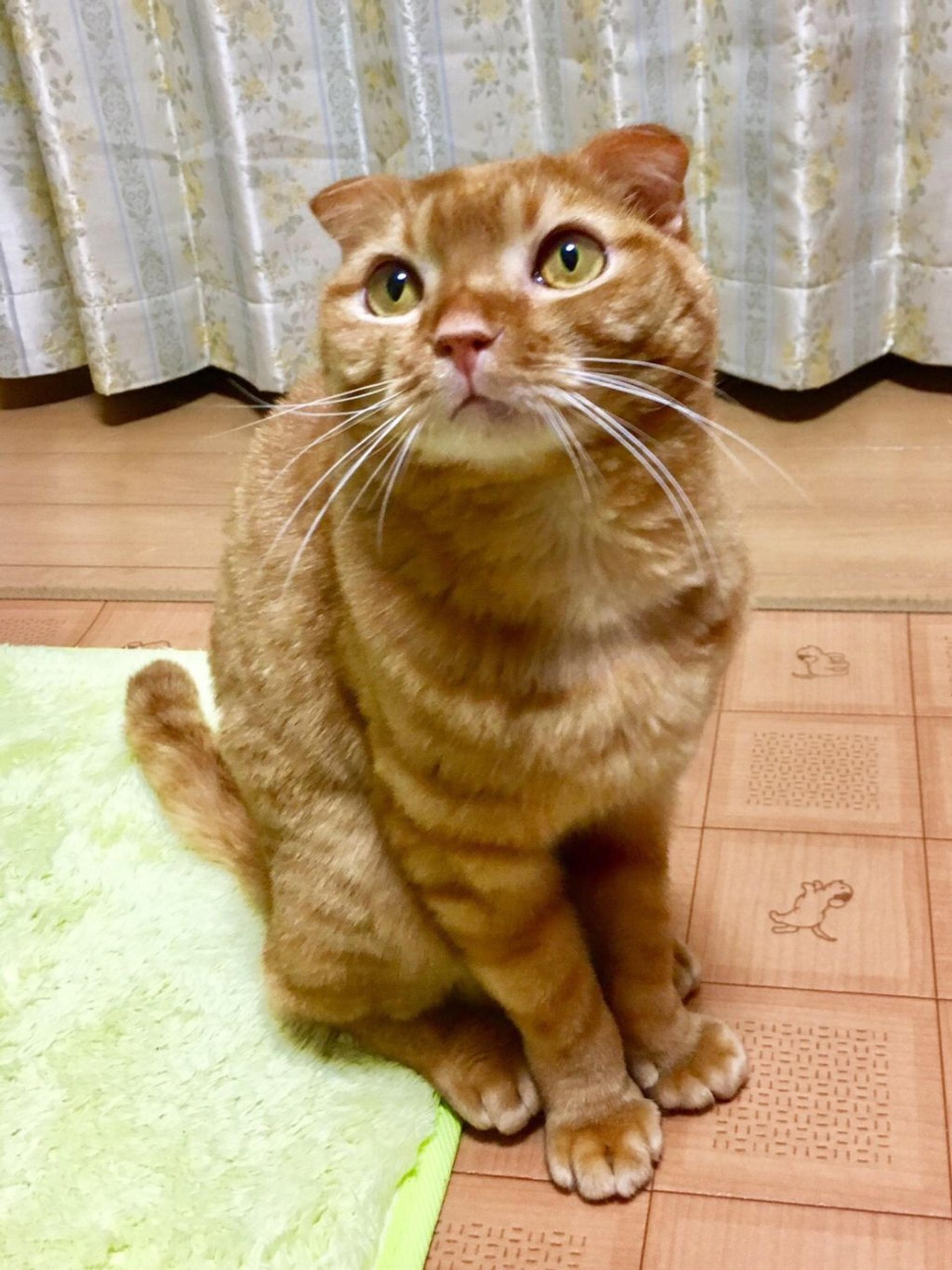 pet-image-5